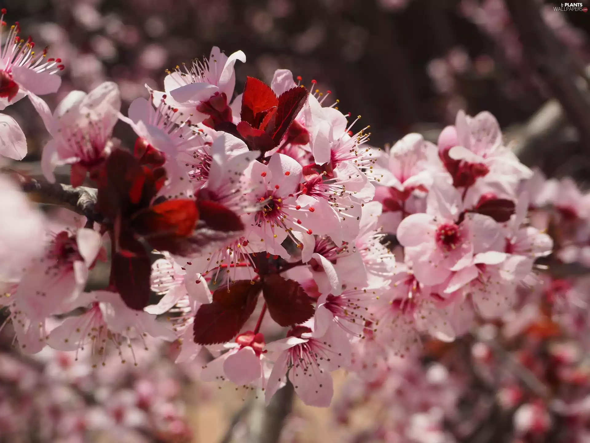 Twigs, Fruit Tree, Flowers, Flourished, Pink