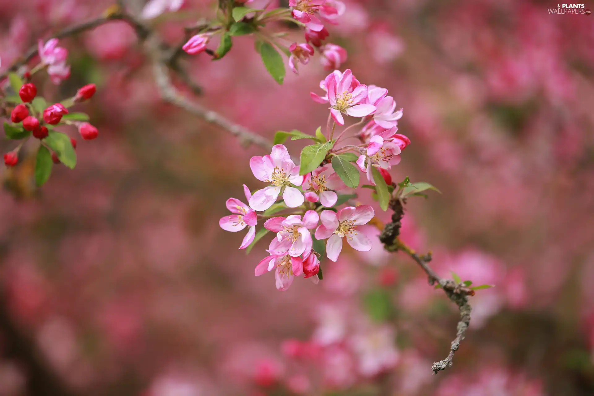 Twigs, Fruit Tree, Flowers, Flourished, Pink