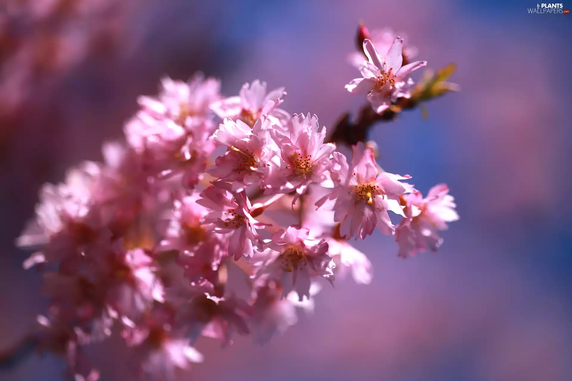 Fruit Tree, twig, Flowers, cherry, Pink
