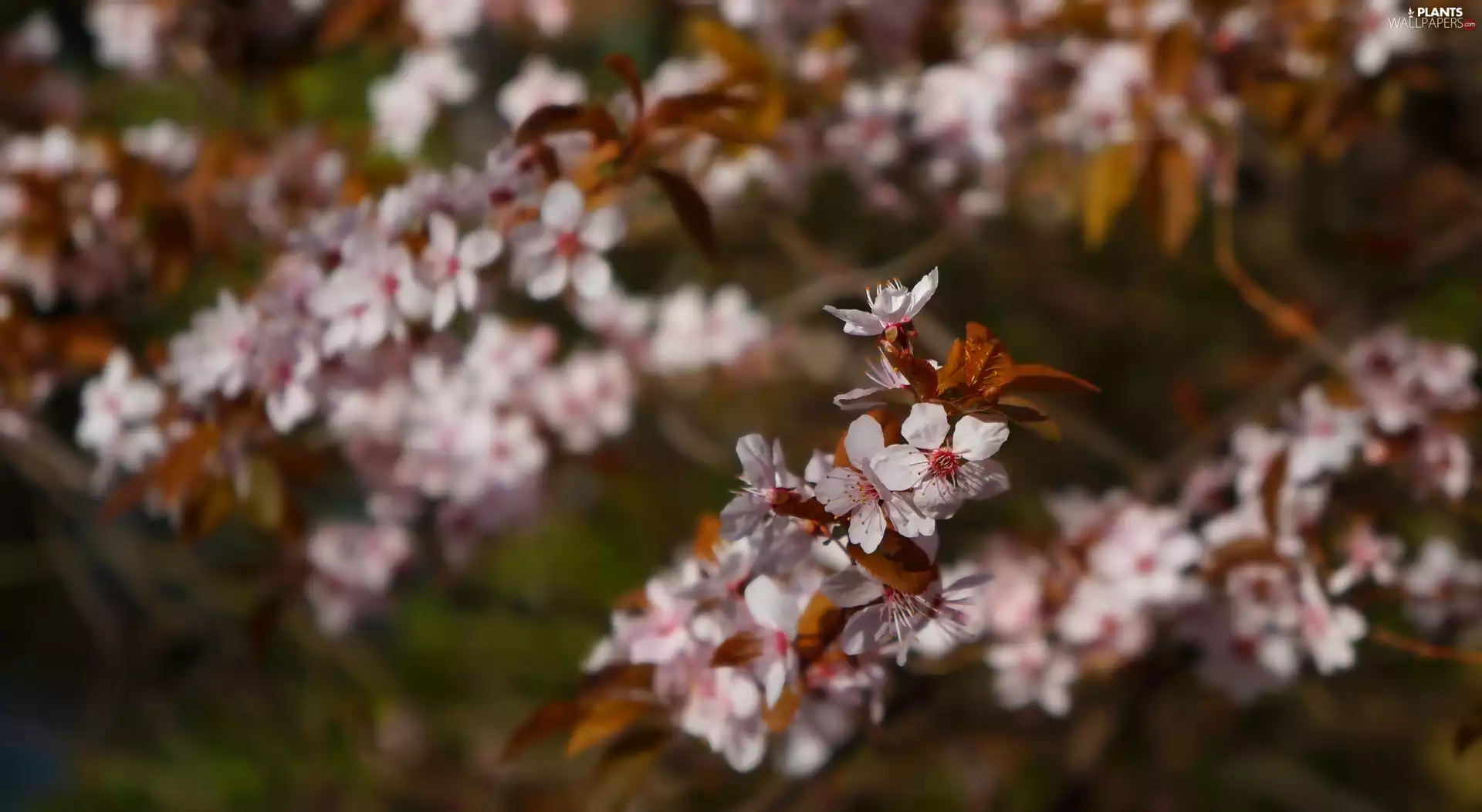 Fruit Tree, Twigs, Flowers, Cherry Plum