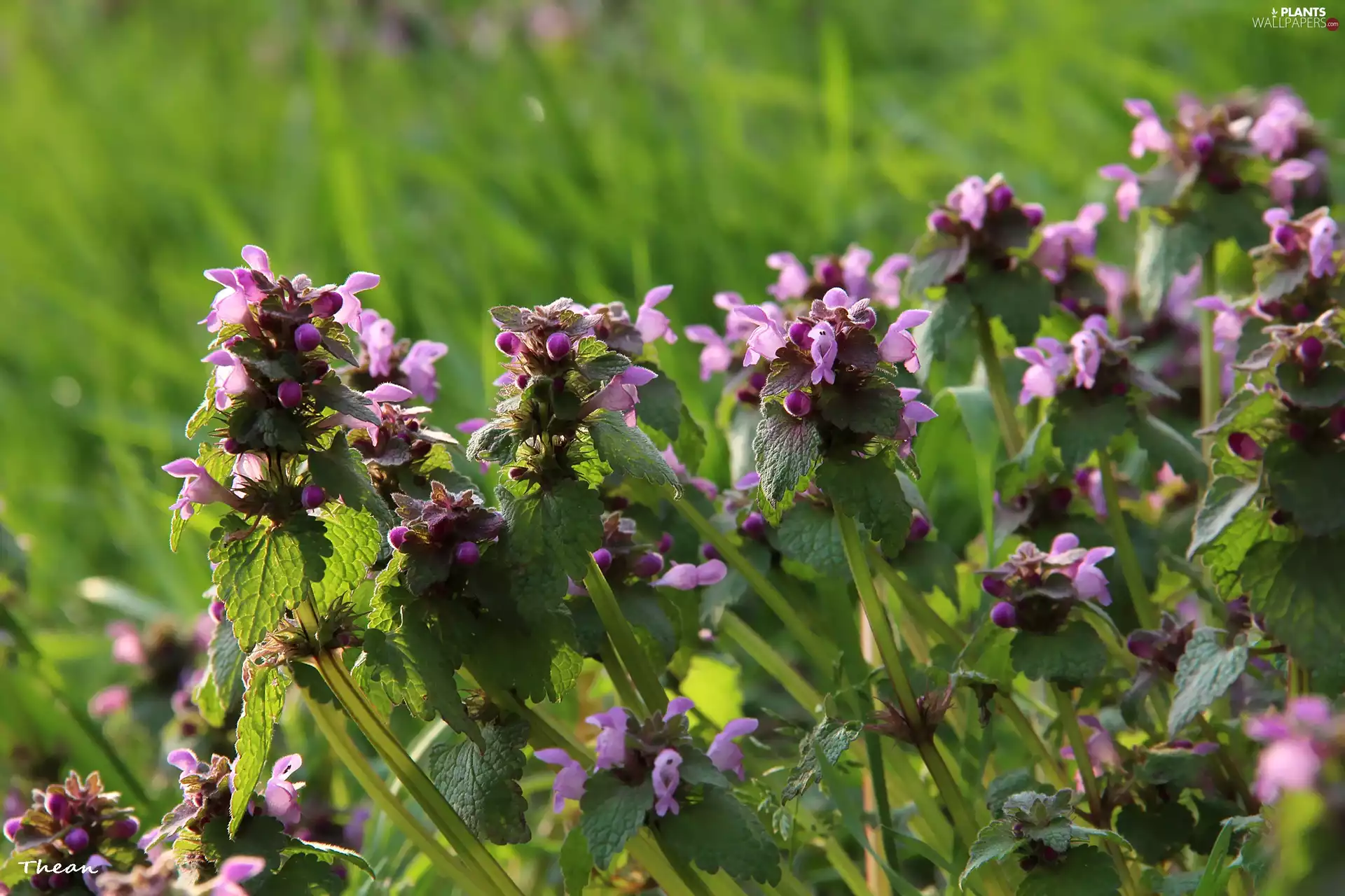 Flowers, nettle, purple