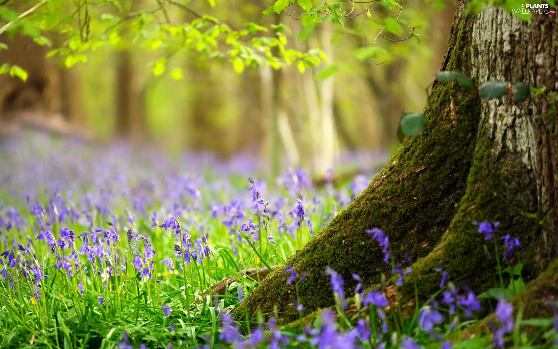 Flowers, trees, purple