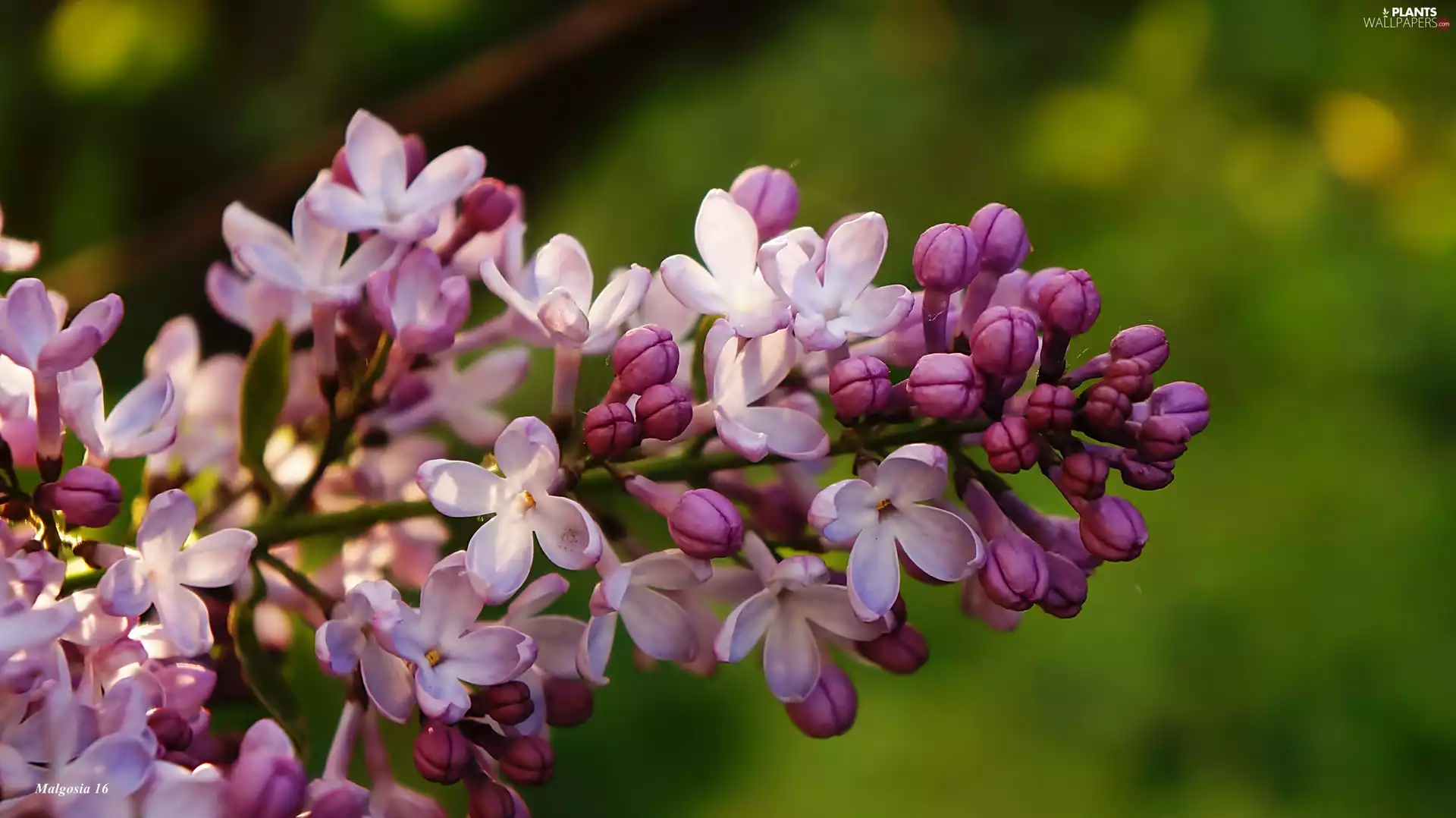 purple, twig, without, Flowers