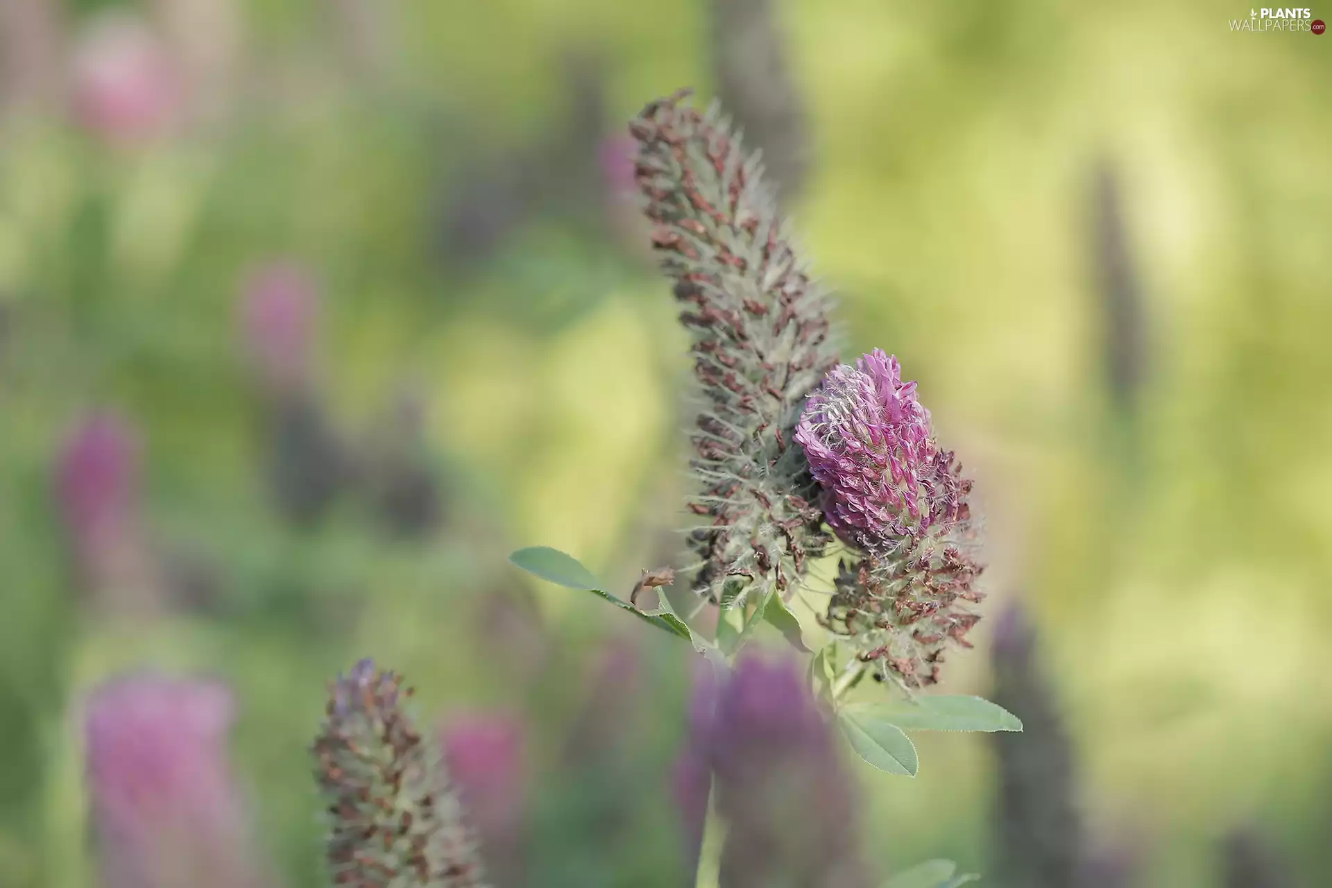 rapprochement, Rabbitfoot Clover, Flowers