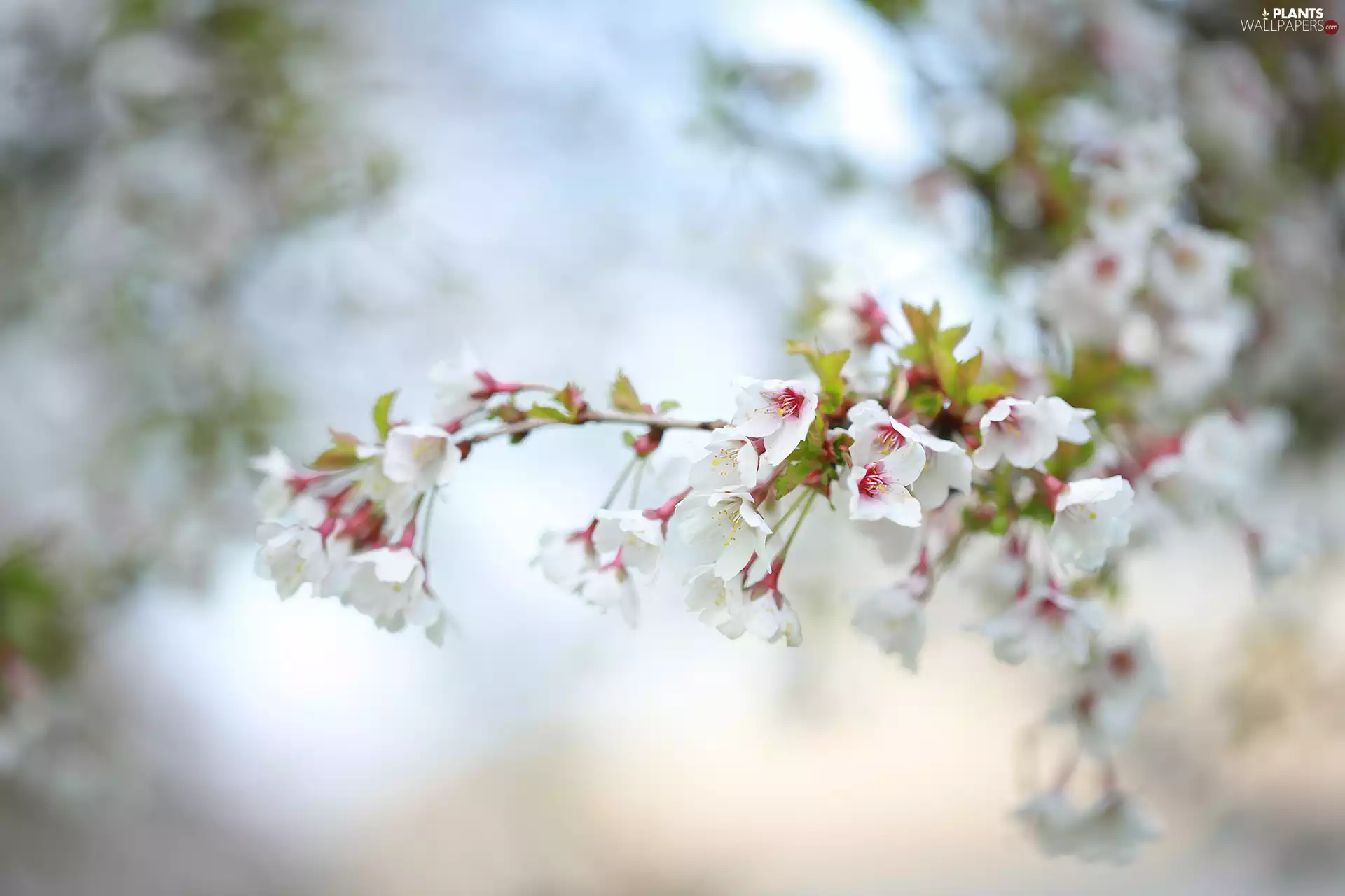 twig, Flowers, rapprochement, Fruit Tree