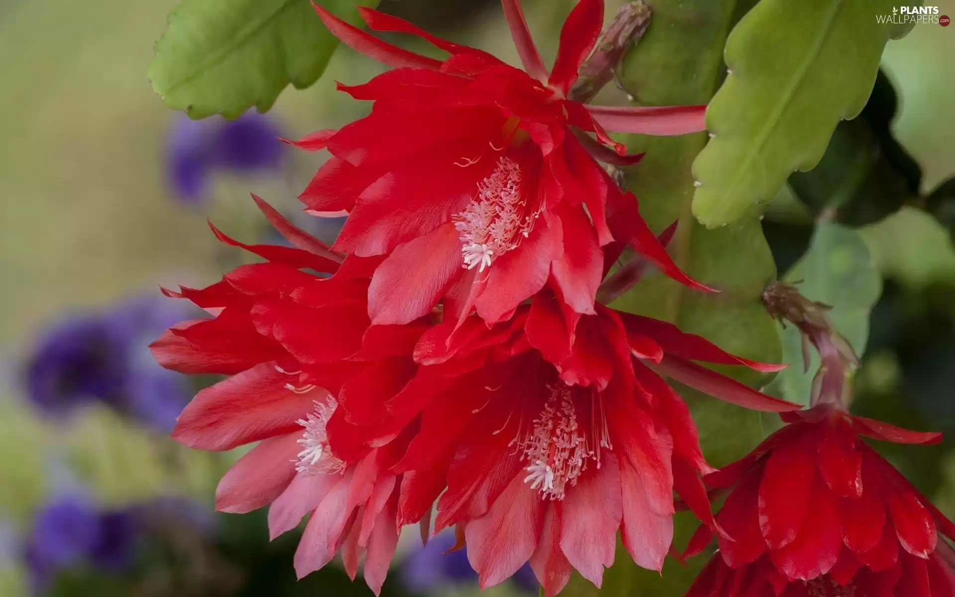 Flowers, Cactus, Red