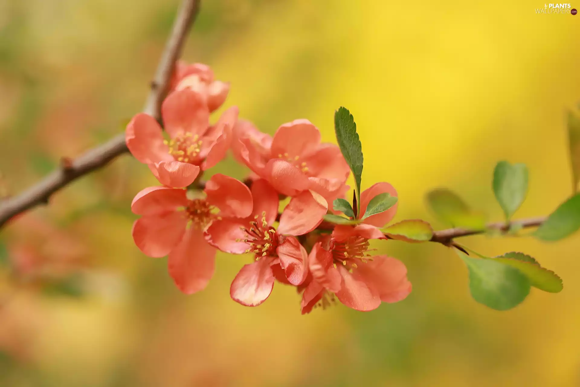 Flowers, Chaenomeles, Red