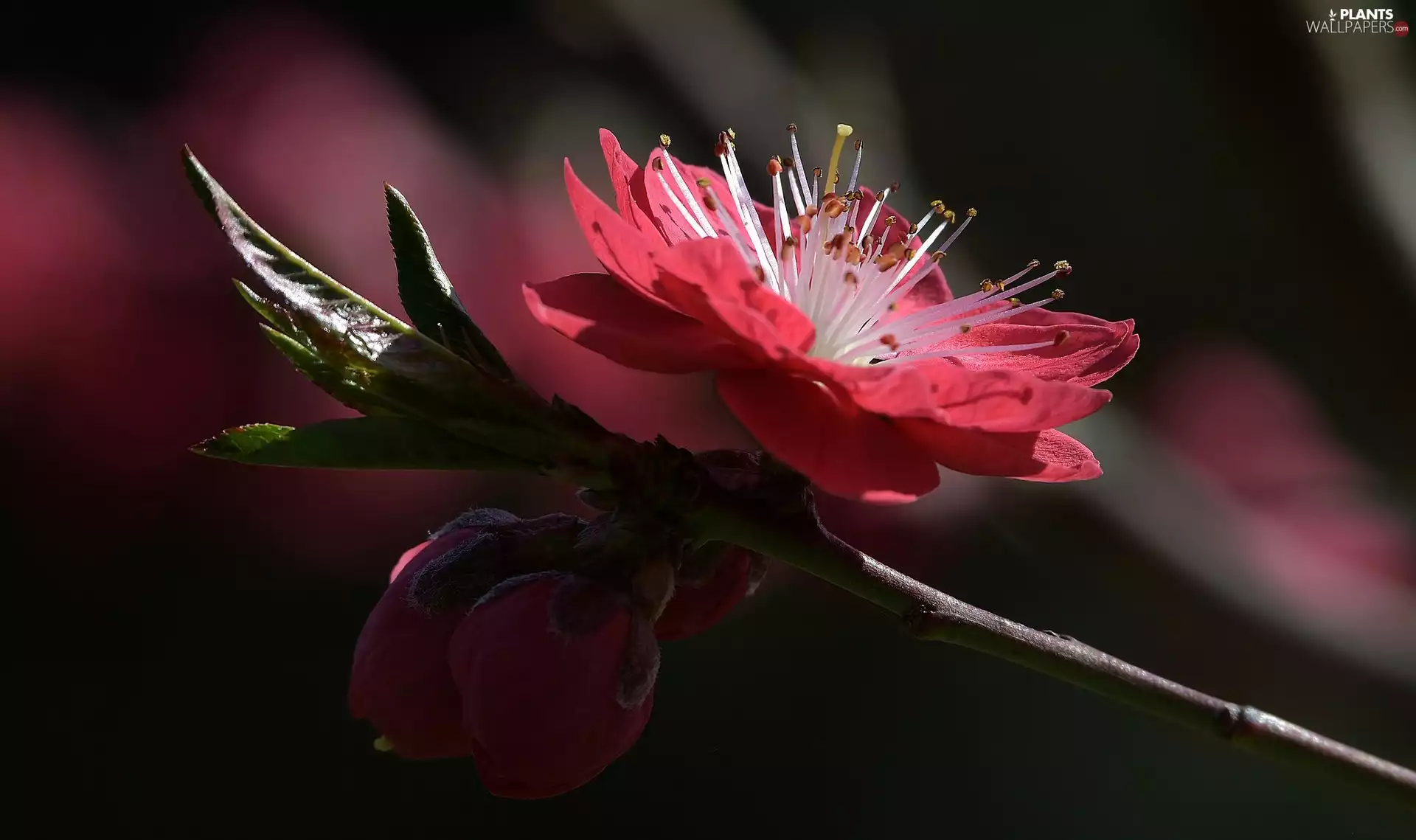fruit, twig, Colourfull Flowers, trees, Red