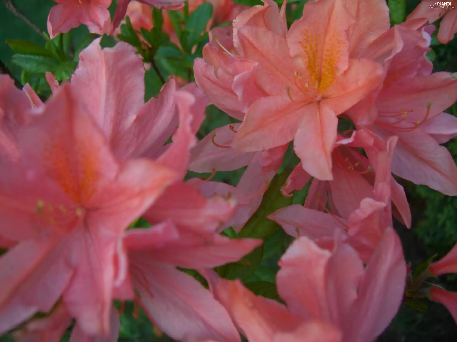 Flowers, azalea, rhododendron