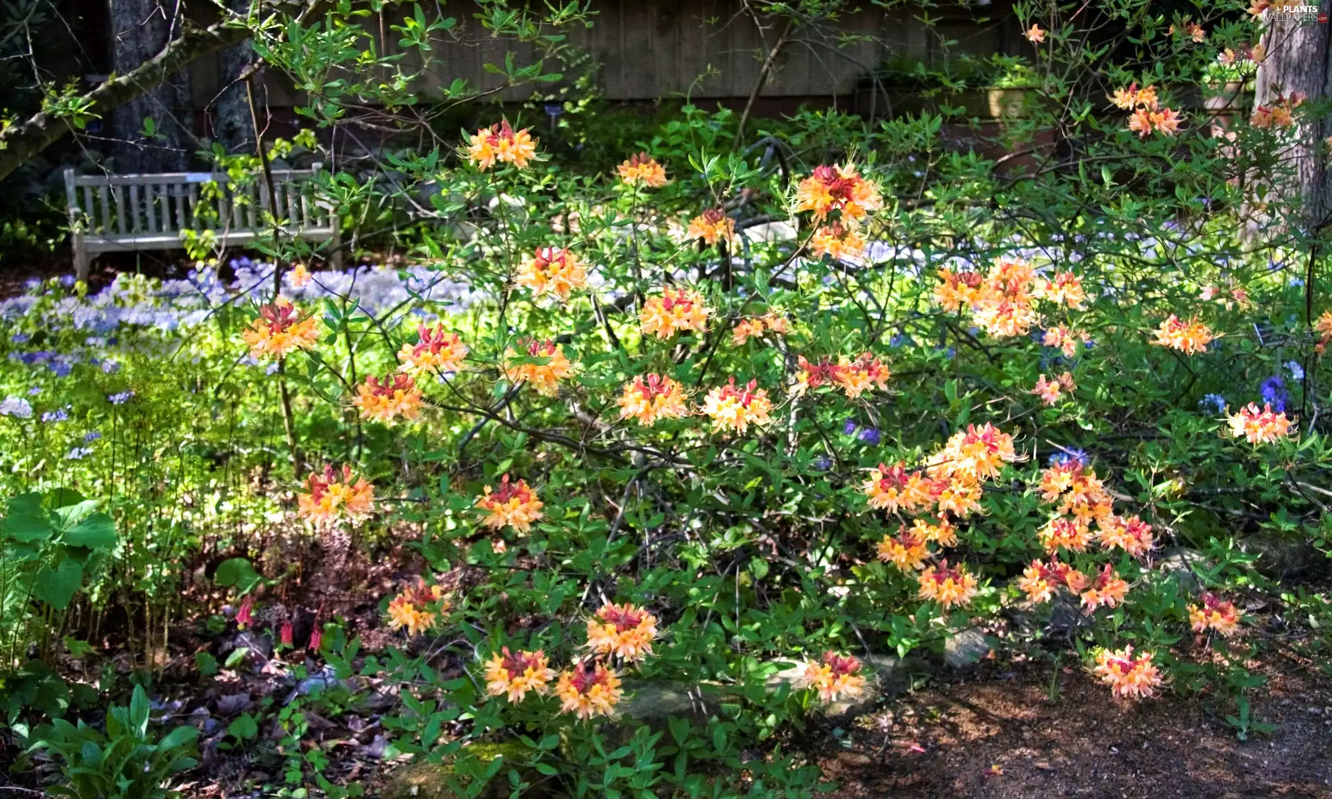 Flowers, azalea, rhododendron