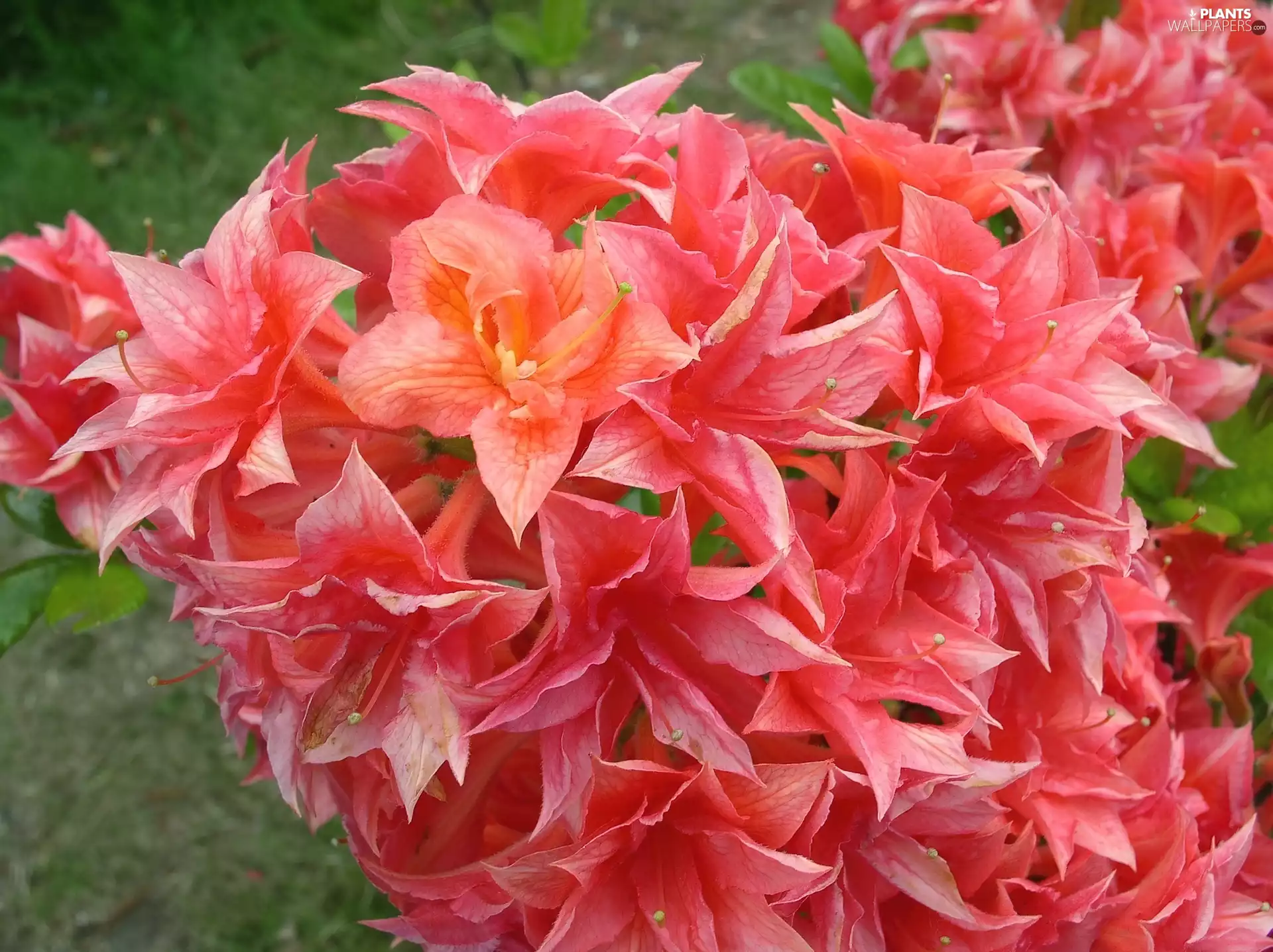 Flowers, azalea, rhododendron
