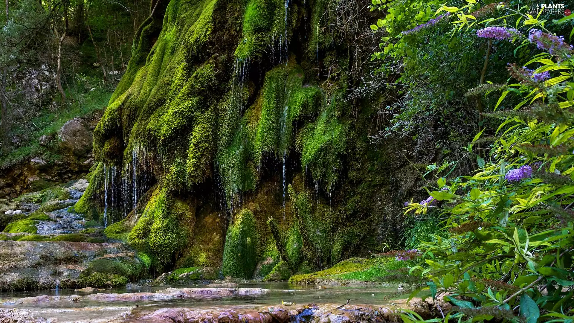 Moss, Nemorosa, Plants, Flowers, stream, Rocks