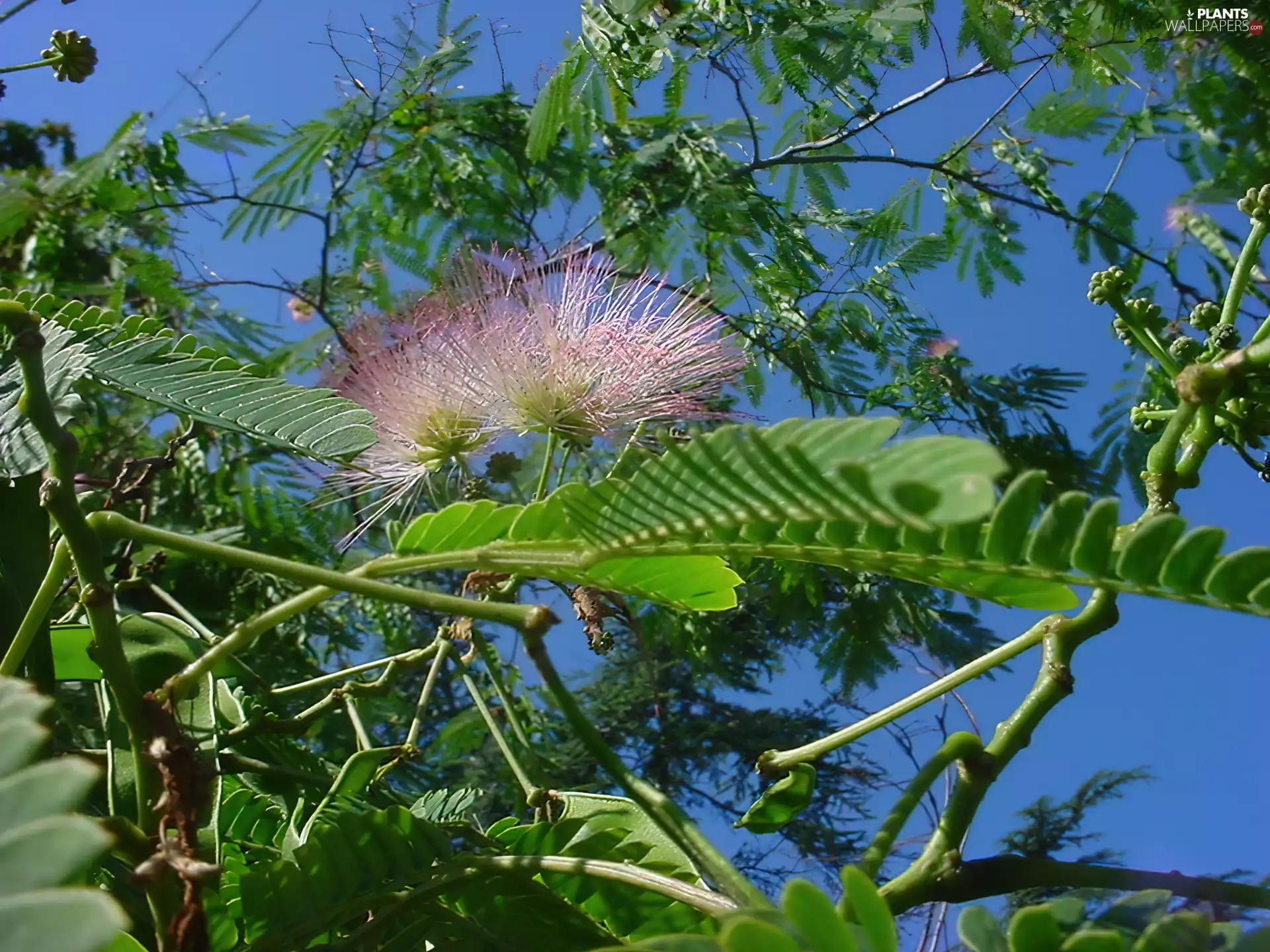 Sapling, Leaf, Colourfull Flowers