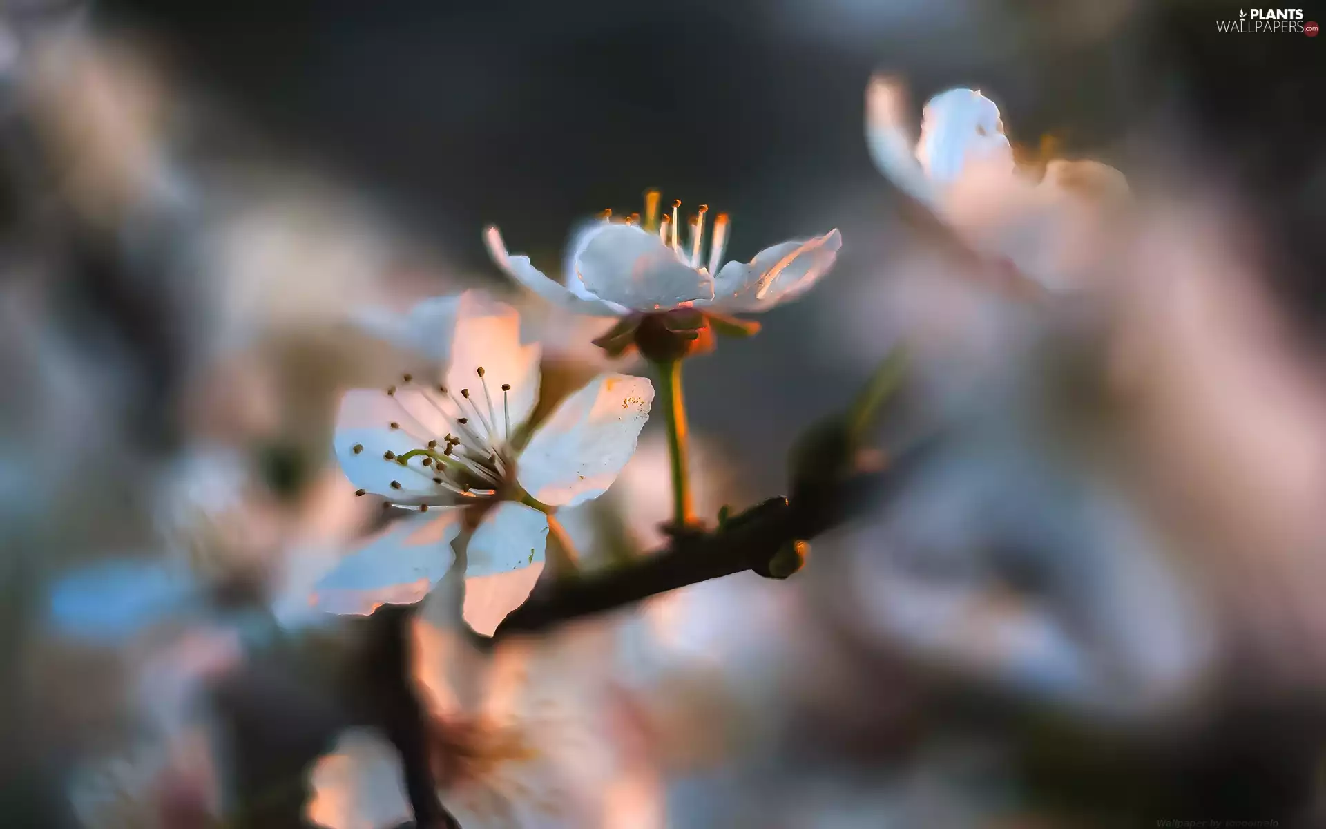 Colourfull Flowers, sapling, Close, twig