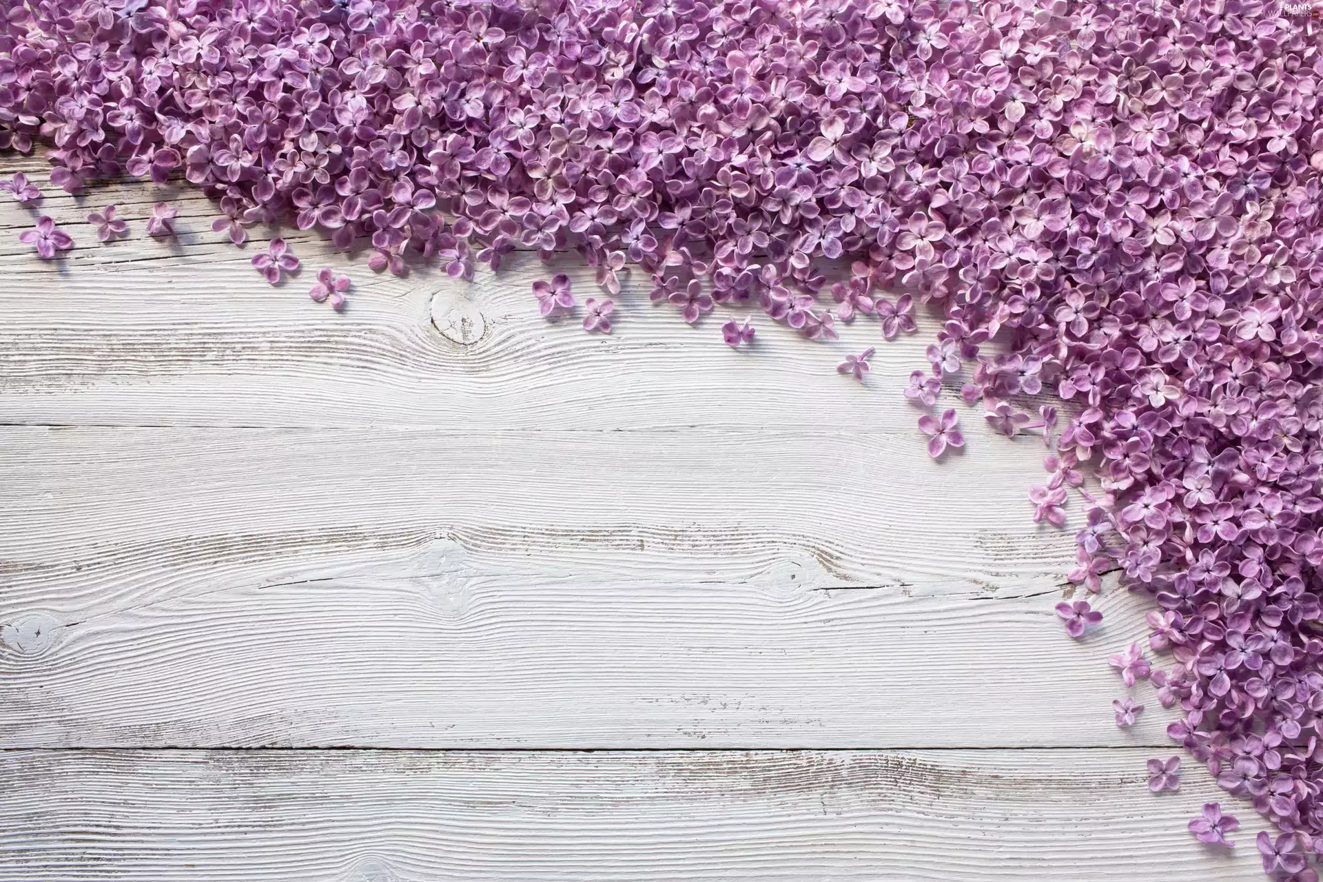 scattered, without, boarding, Flowers