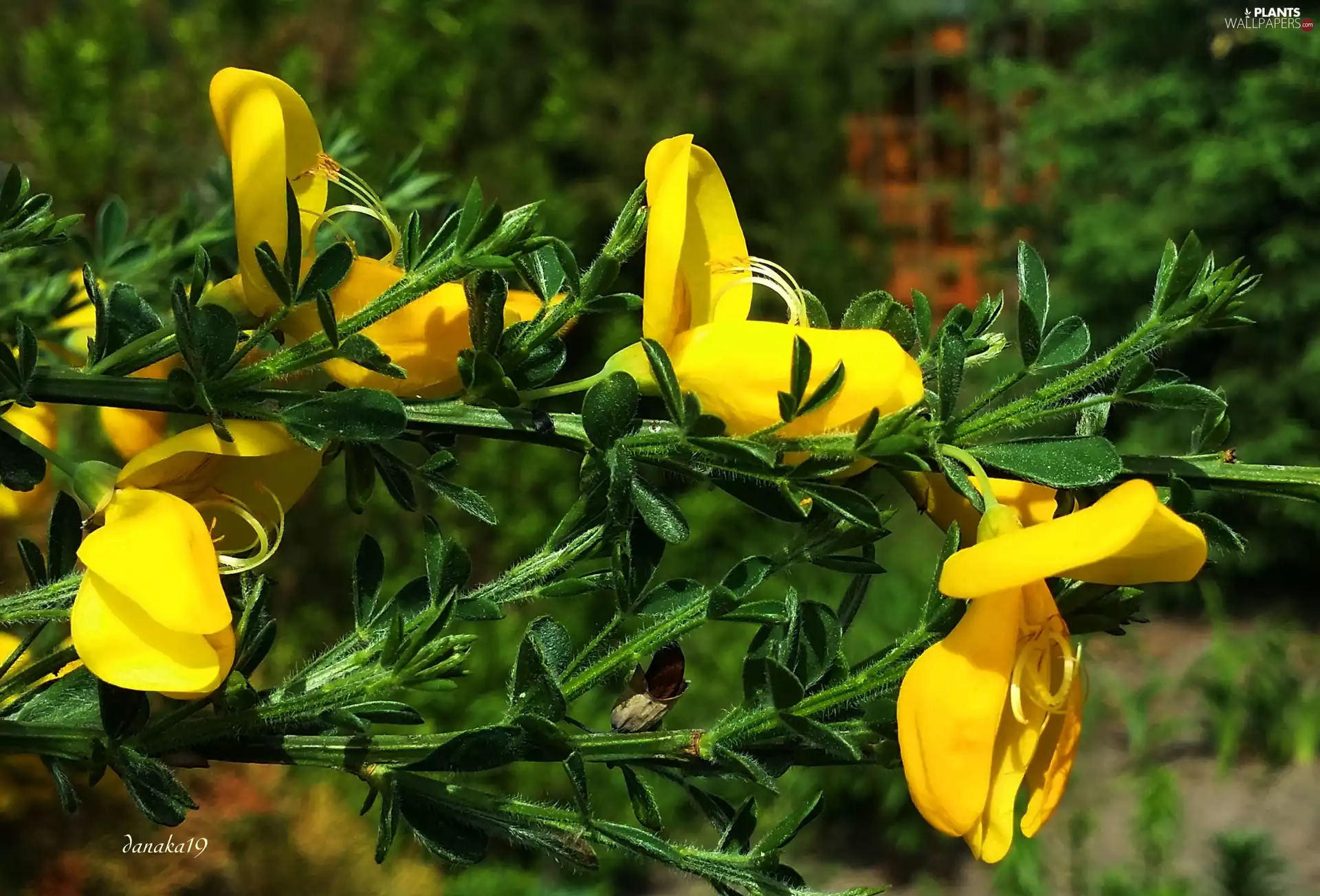 Scotch Broom, Yellow, Flowers