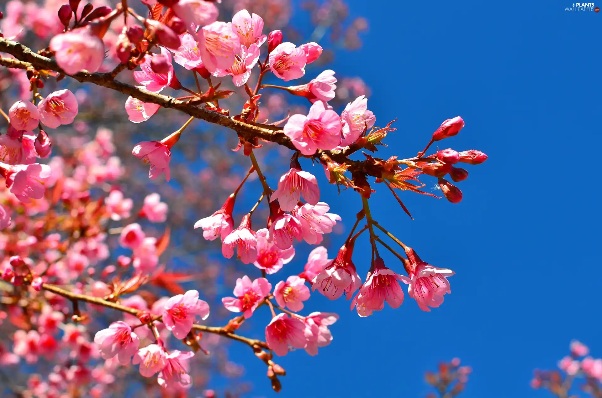 Flowers, Sky, fruit, Pink, trees