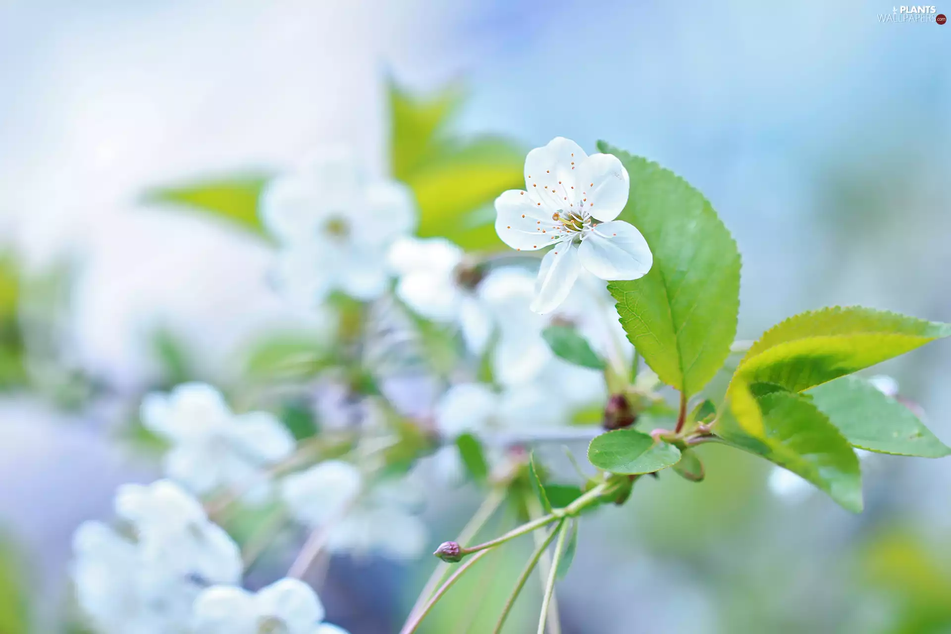 trees, White, Sour Cherry, twig, fruit, Colourfull Flowers