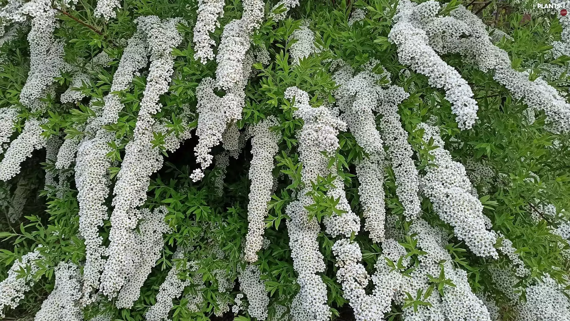 Bush, Flowers, Spiraea Grey, White