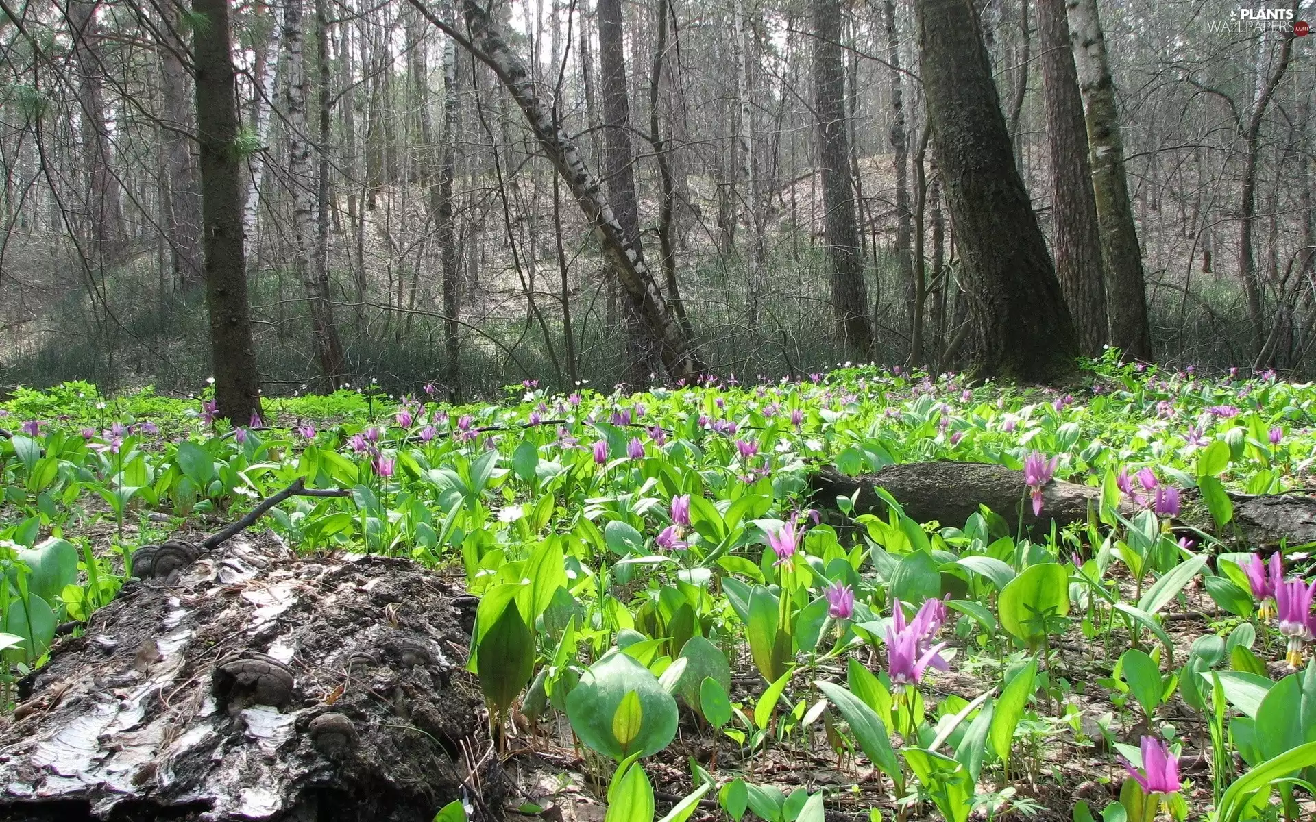 viewes, Flowers, Spring, trees, forest