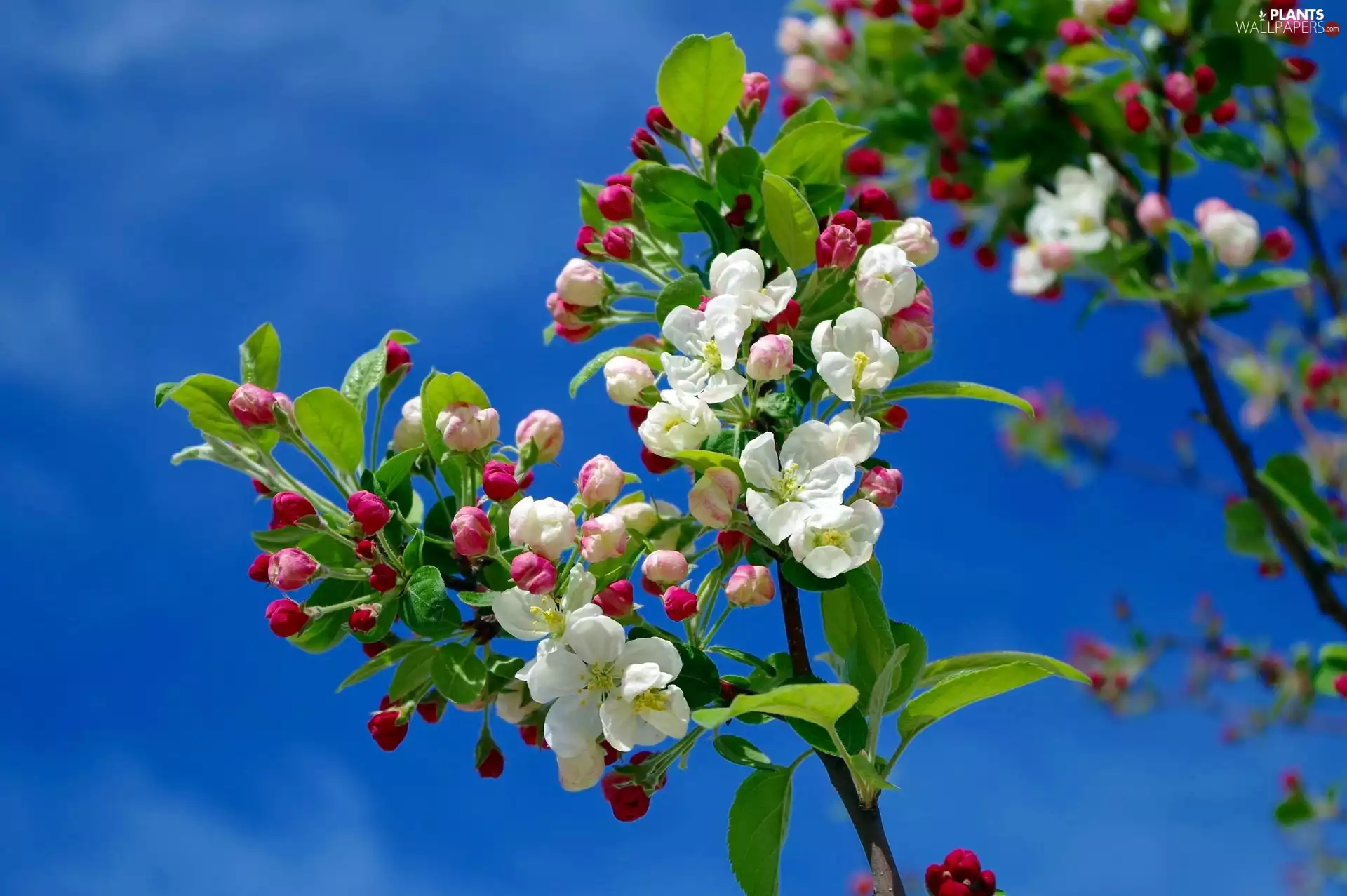 Spring, apple, Sky, Flowers