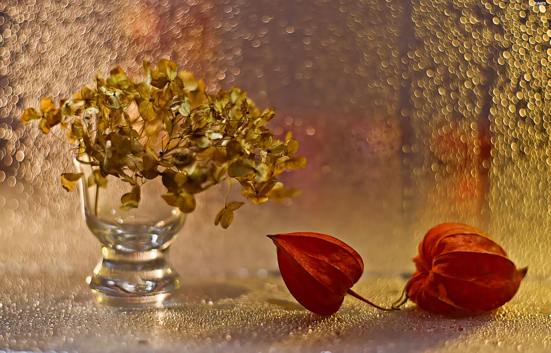 Flowers, withered, Vase, physalis, luminosity, Bokeh, sun, flash, ligh