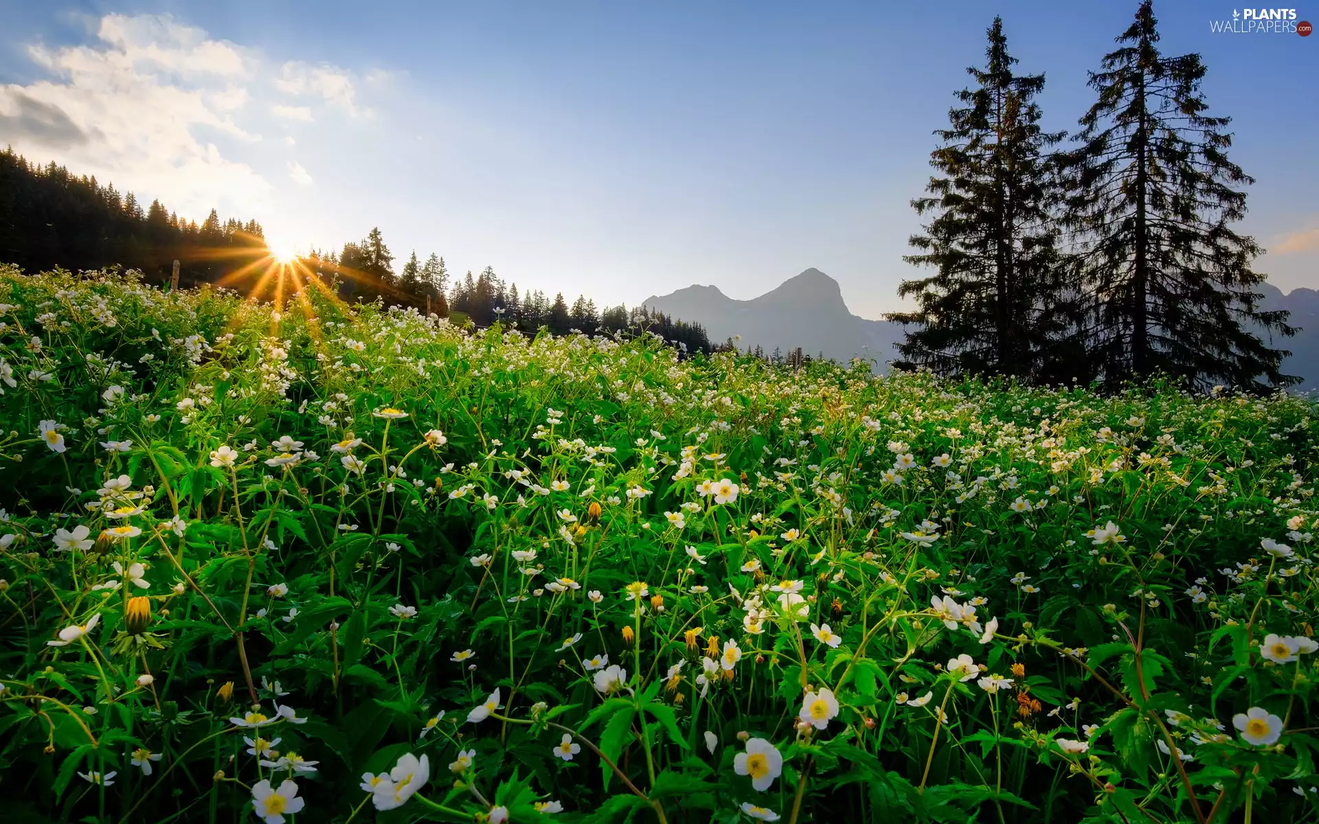 Flowers, Mountains, viewes, rays of the Sun, trees, Meadow