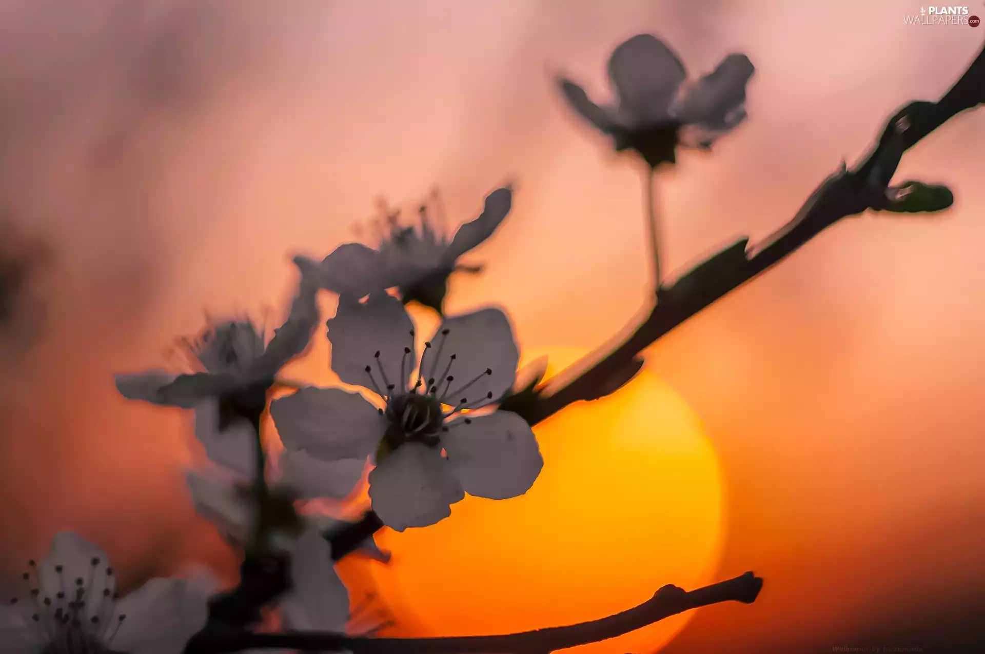 Colourfull Flowers, sun, west, twig