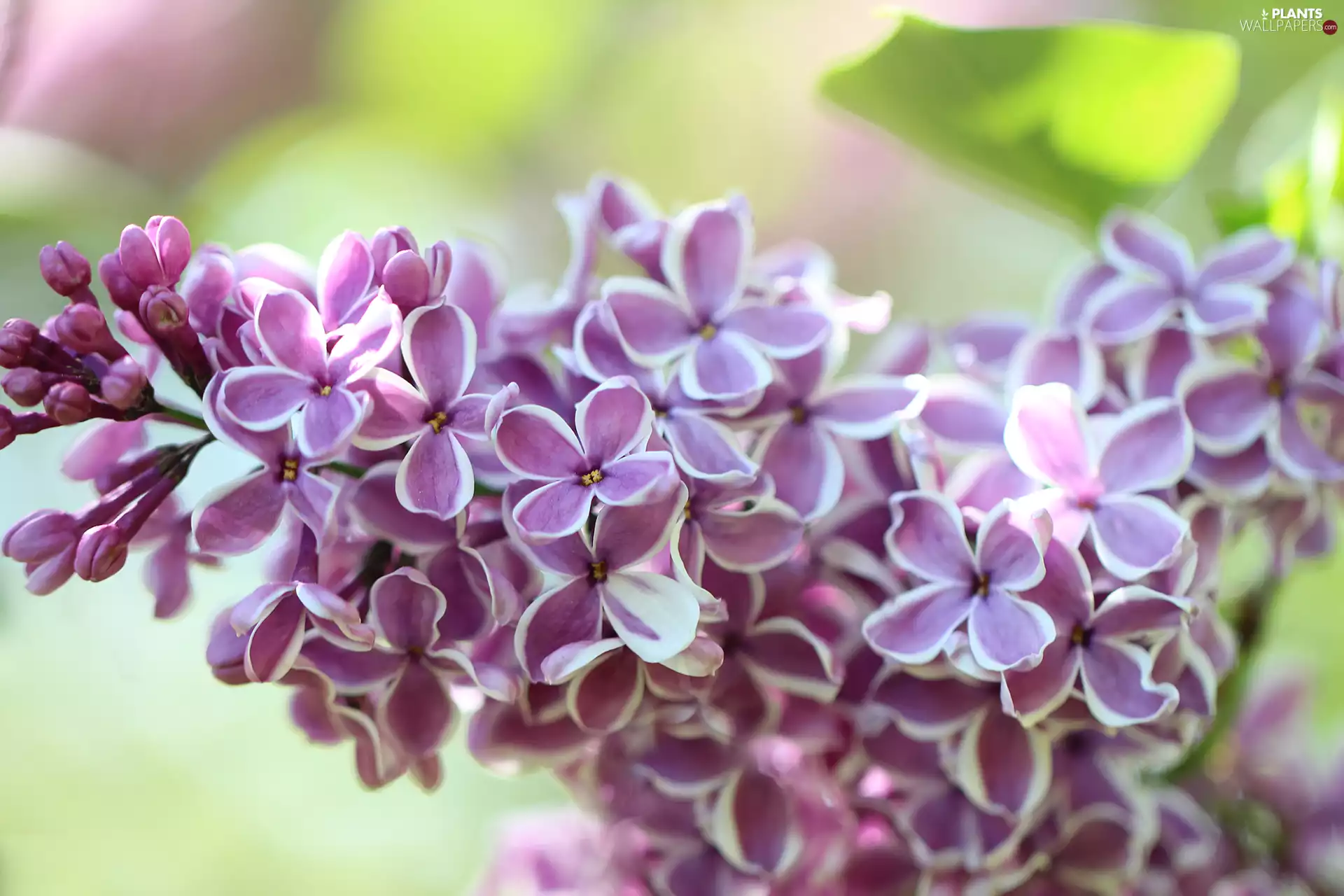 purple, Flowers, Syringa, twig, without