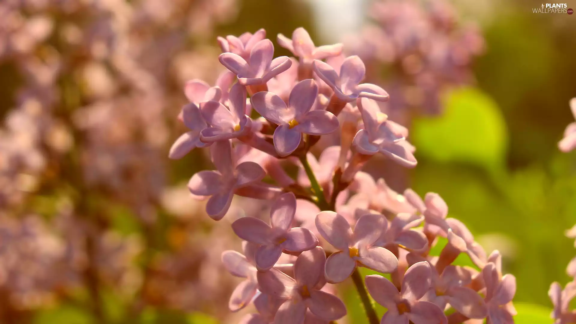Flowers, without, Syringa