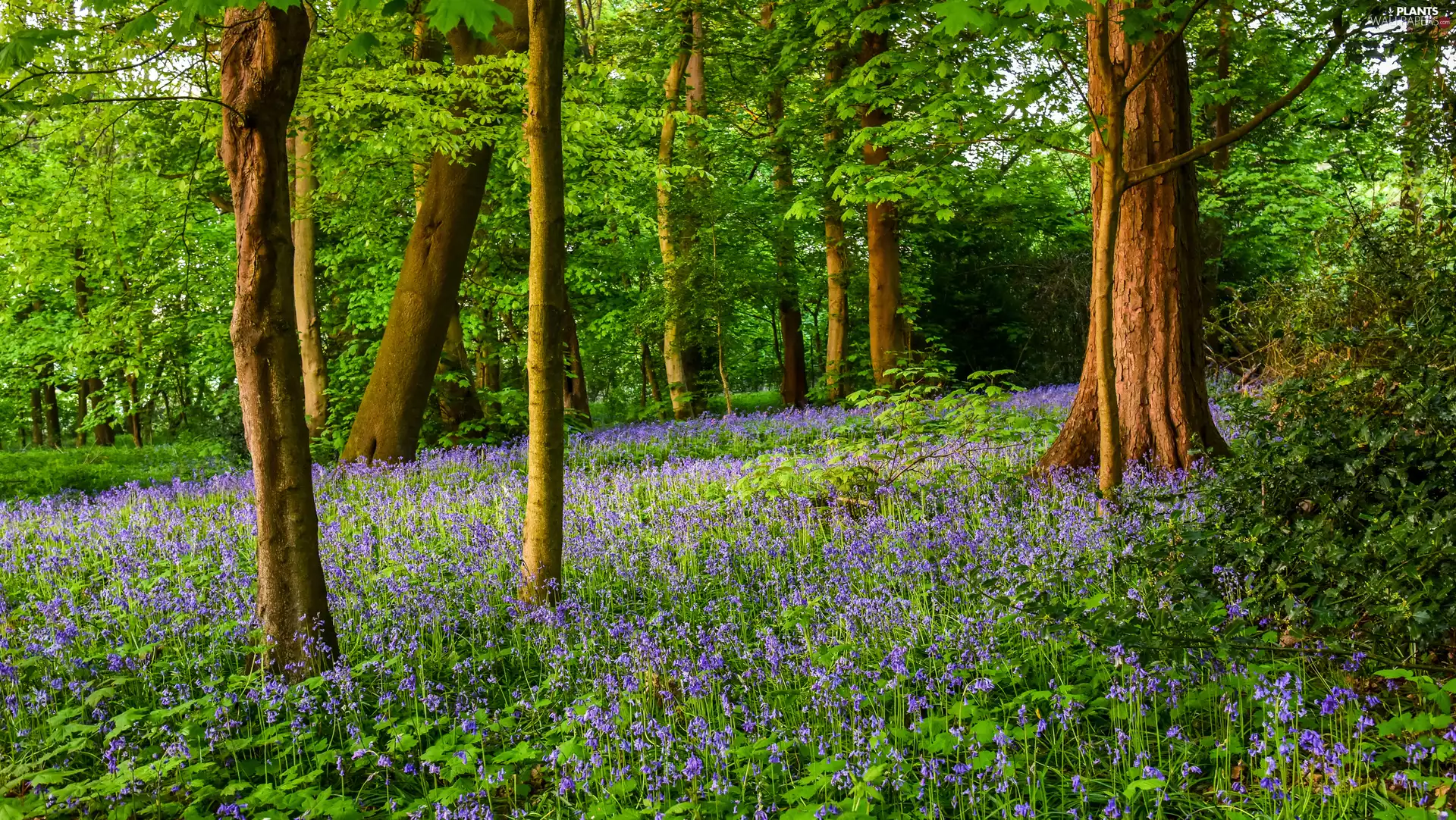 Flowers, forest, viewes, purple, Spring, trees, car in the meadow
