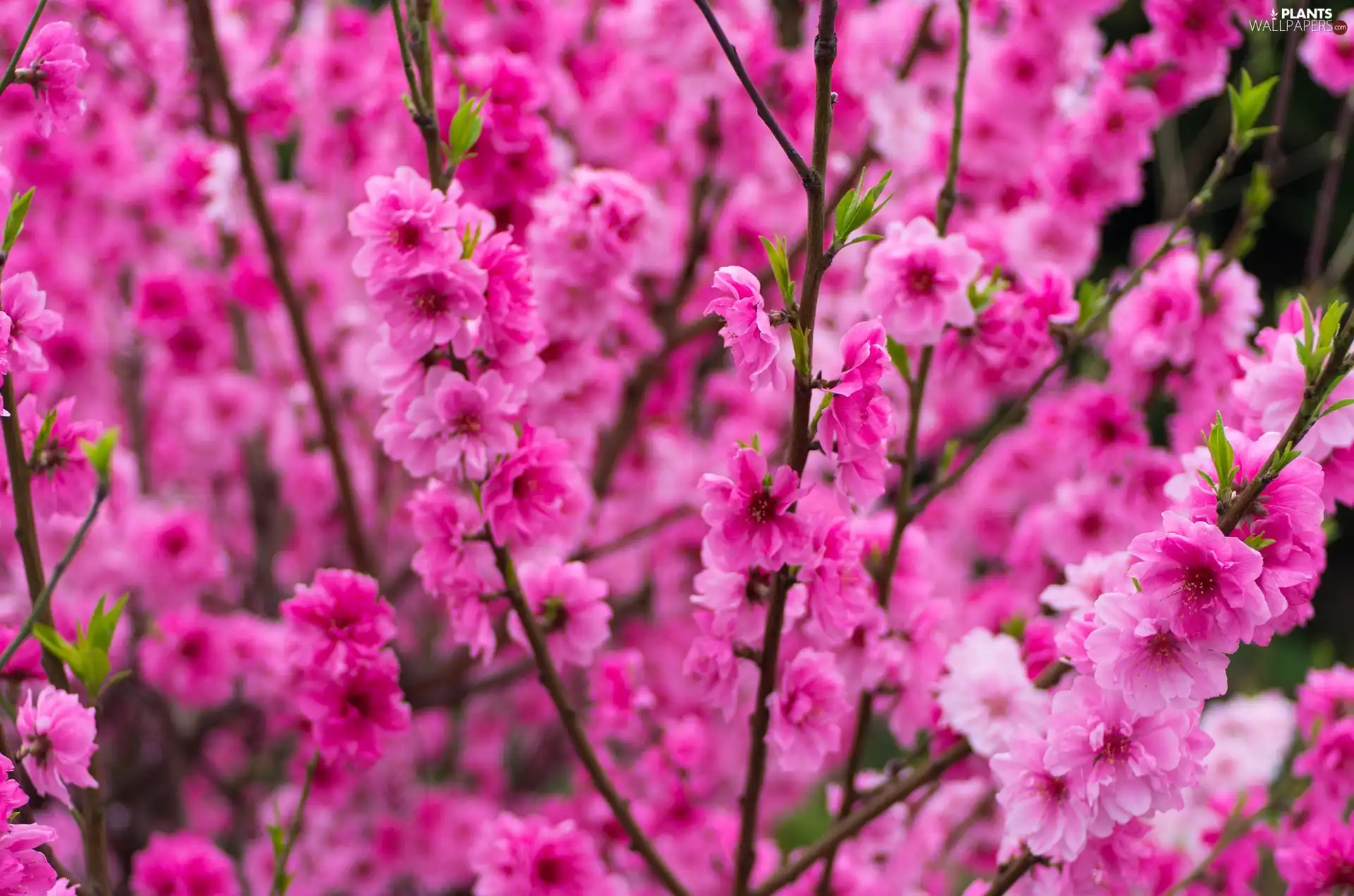 tonsil, Flowers