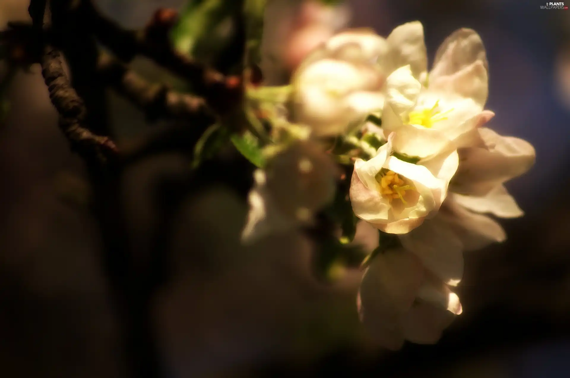 apple-tree, White, Flowers