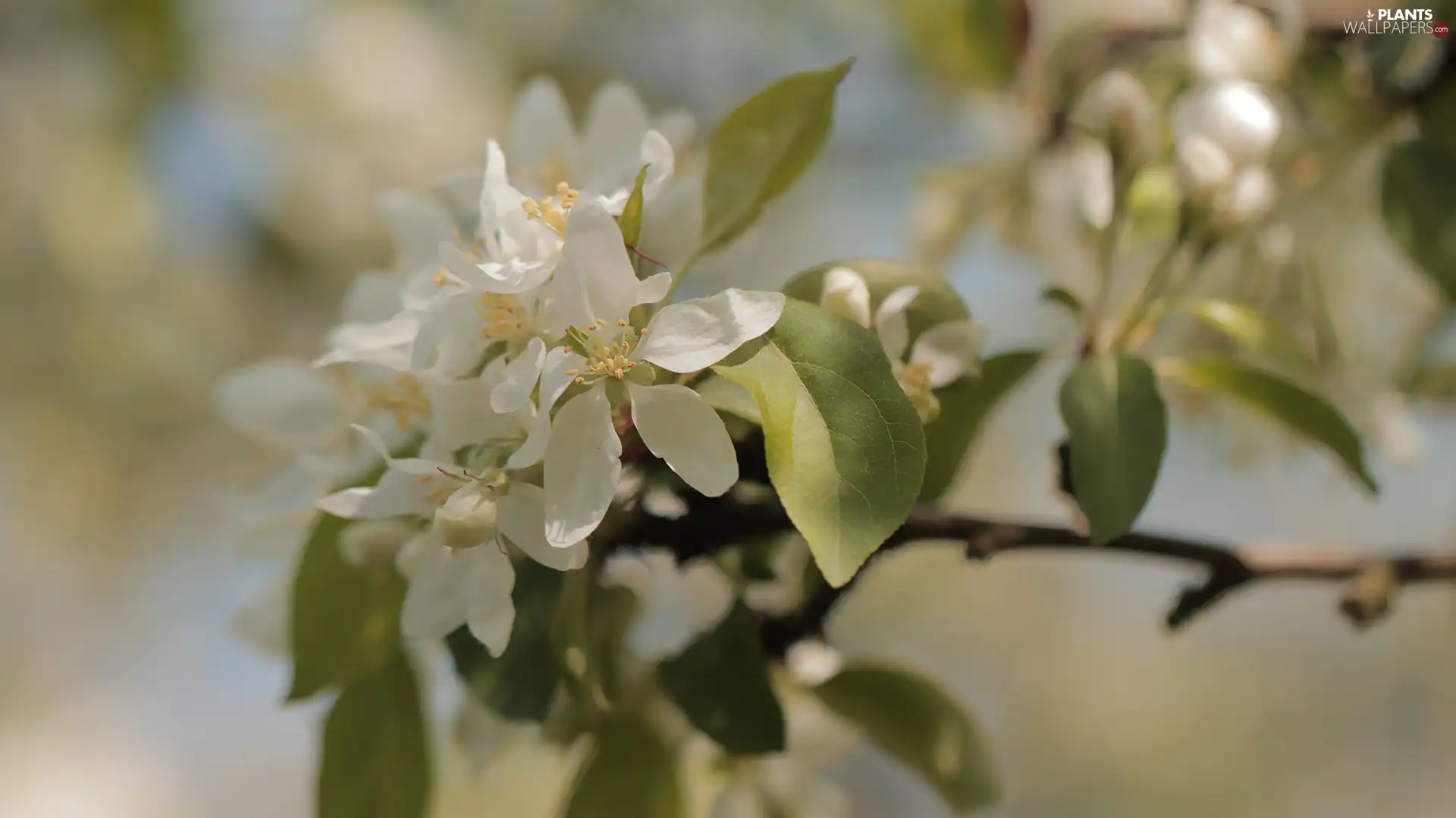 Fruit Tree, Colourfull Flowers, apple-tree