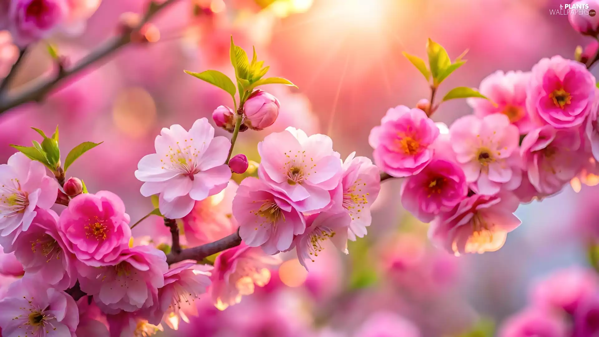 twig, Fruit Tree, Flowers, leaves, Pink, cherry