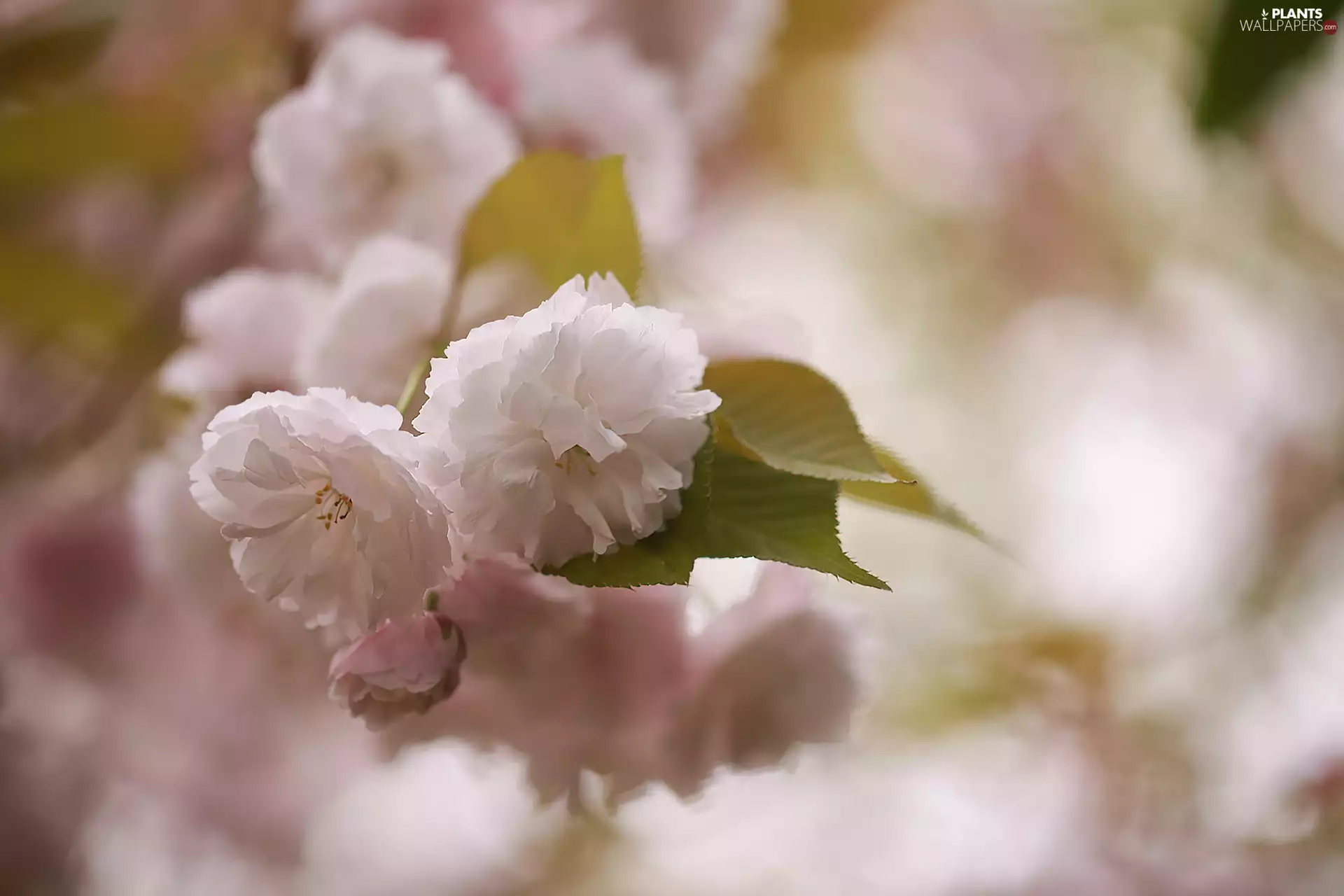 Leaf, Fruit Tree, Flowers, Japanese Cherry, Pink