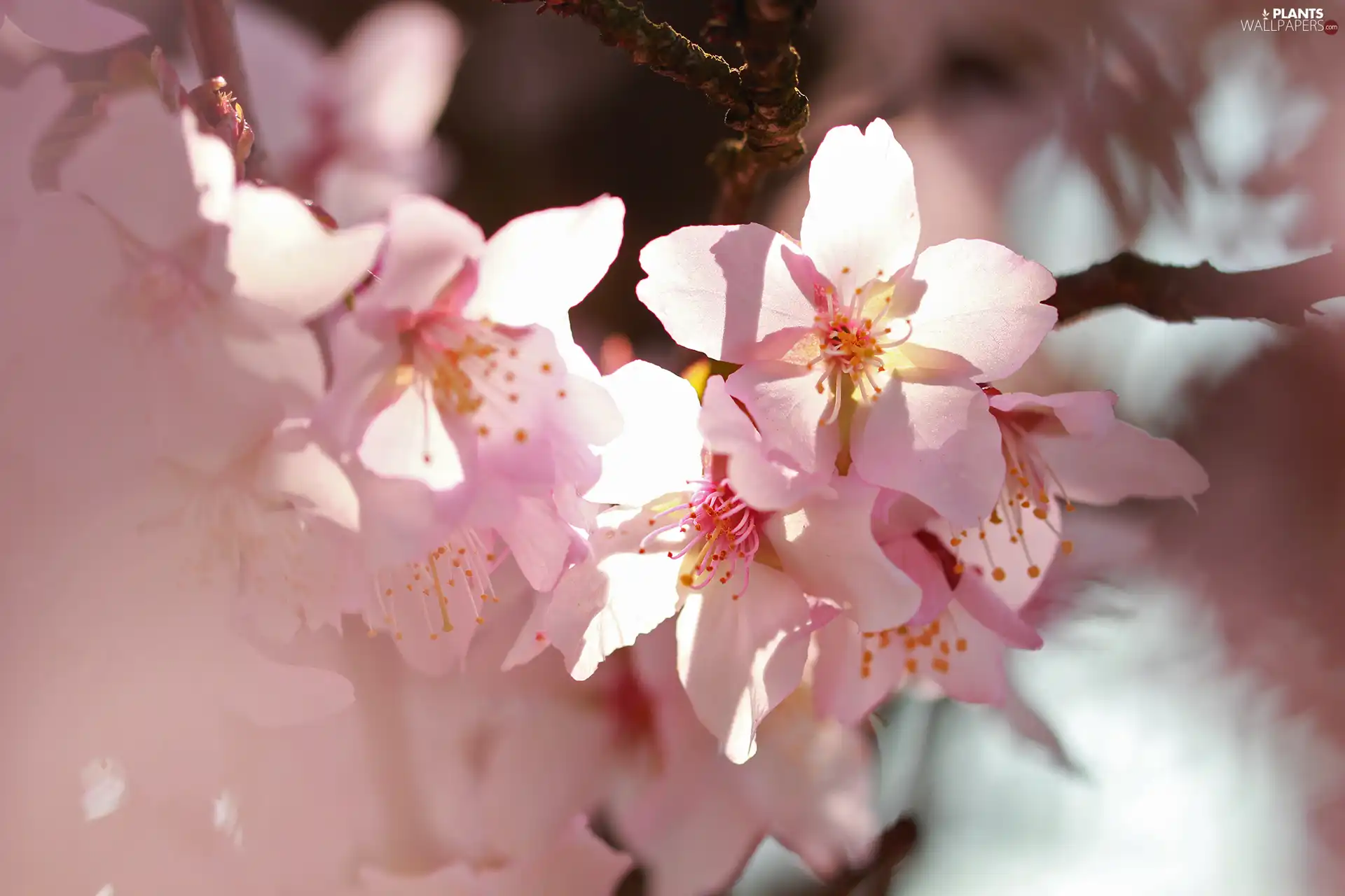 Fruit Tree, Pink, Flowers