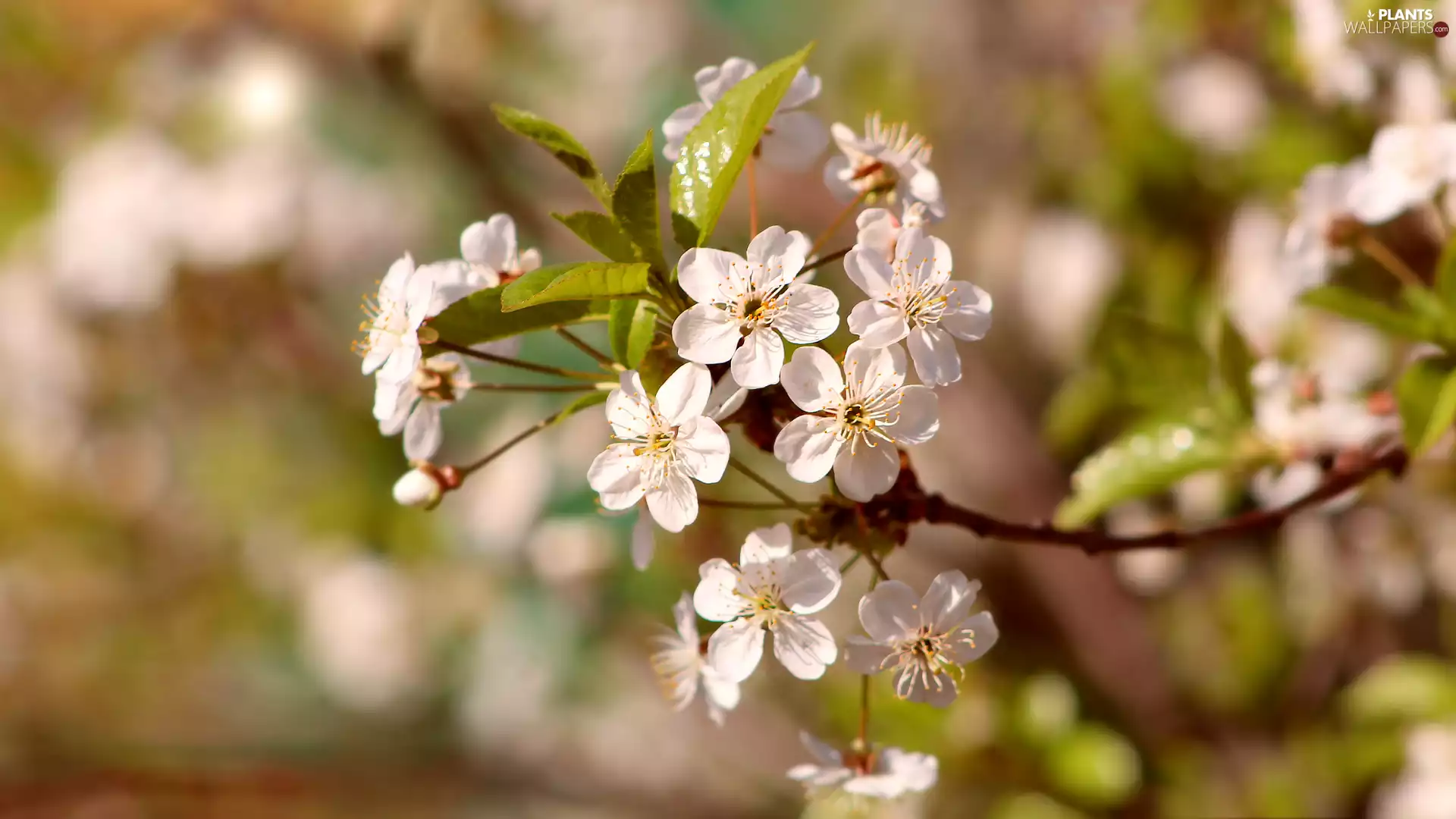 Florescence, Fruit Tree, Flowers, rapprochement, White, twig
