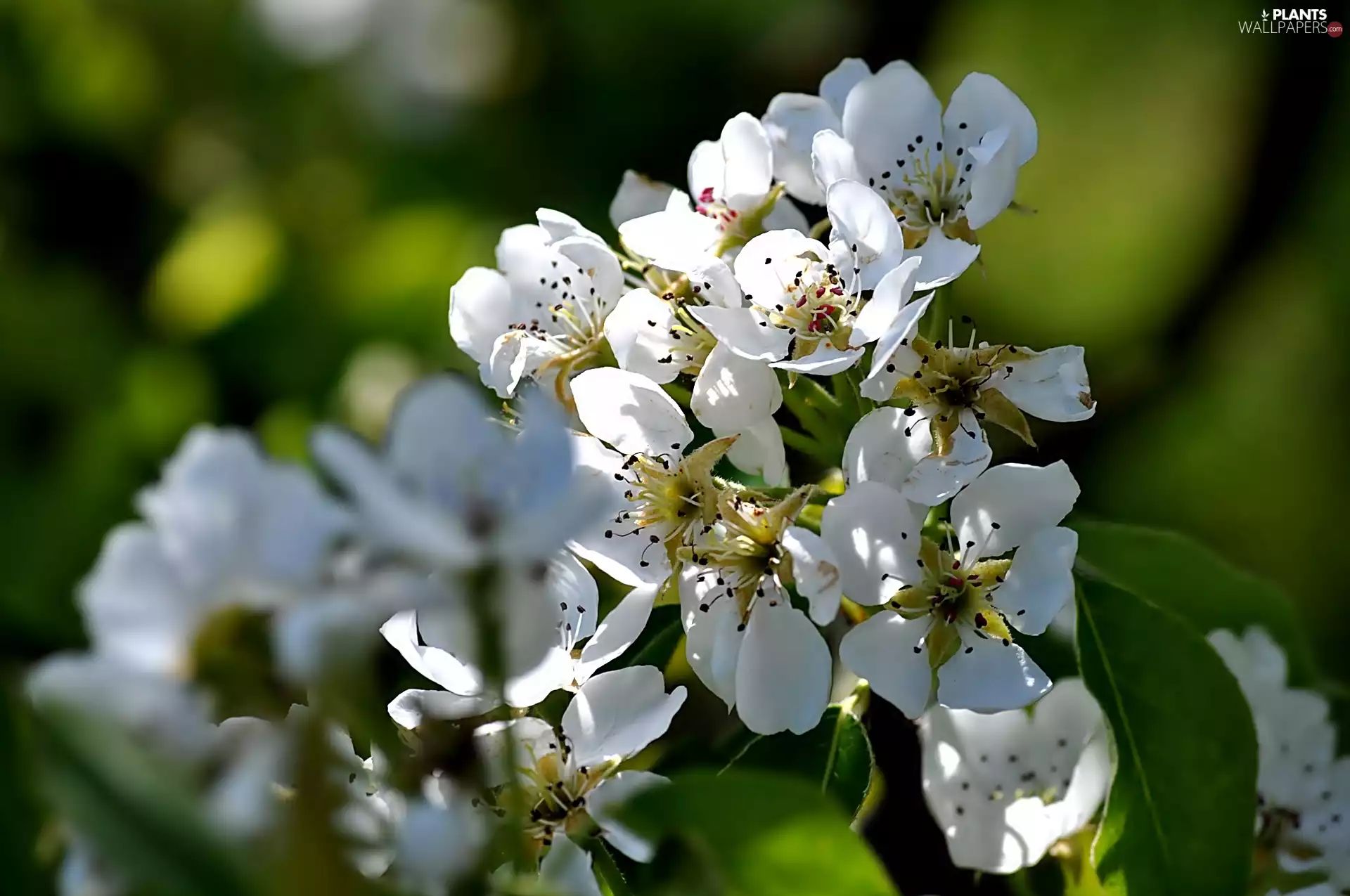 Flowers, Pear Tree