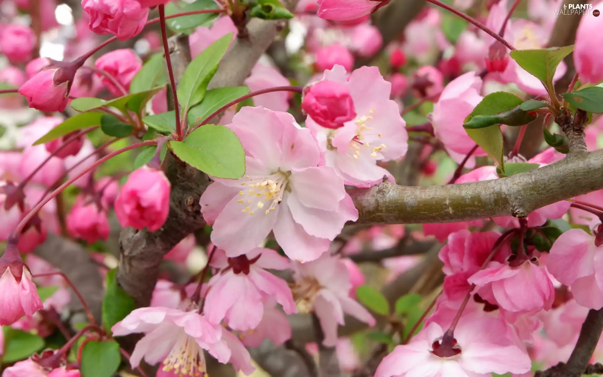 Fruit Tree, Pink, Flowers, apple-tree