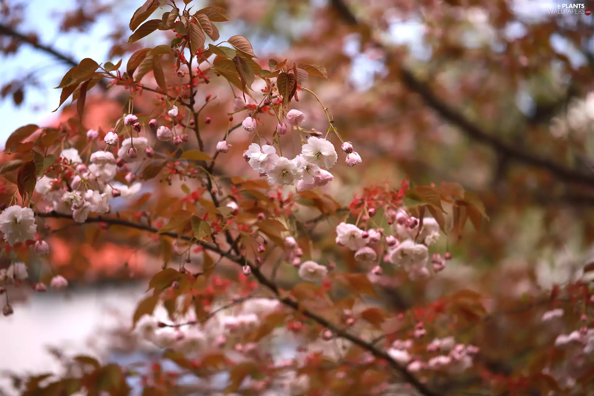 Japanese Cherry, Pink, Flowers, Fruit Tree