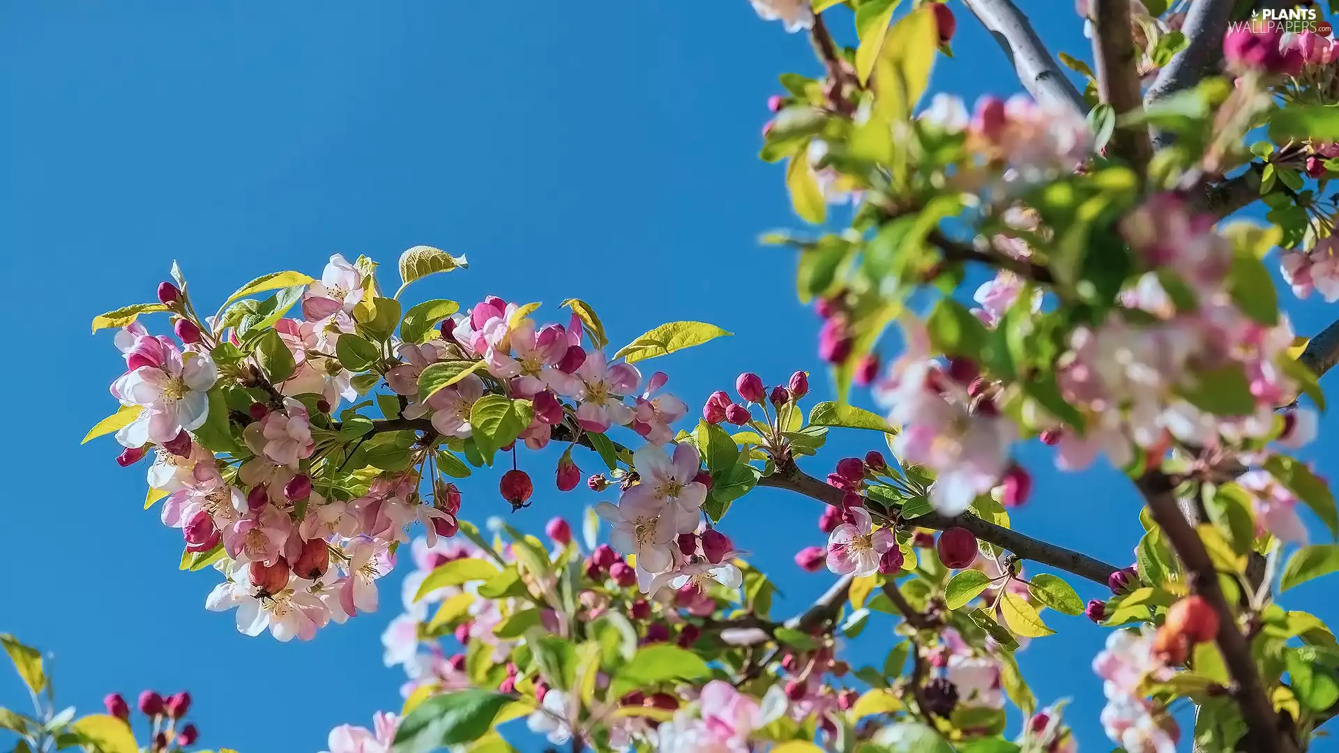 leaves, Twigs, Pink, Flowers, Fruit Tree