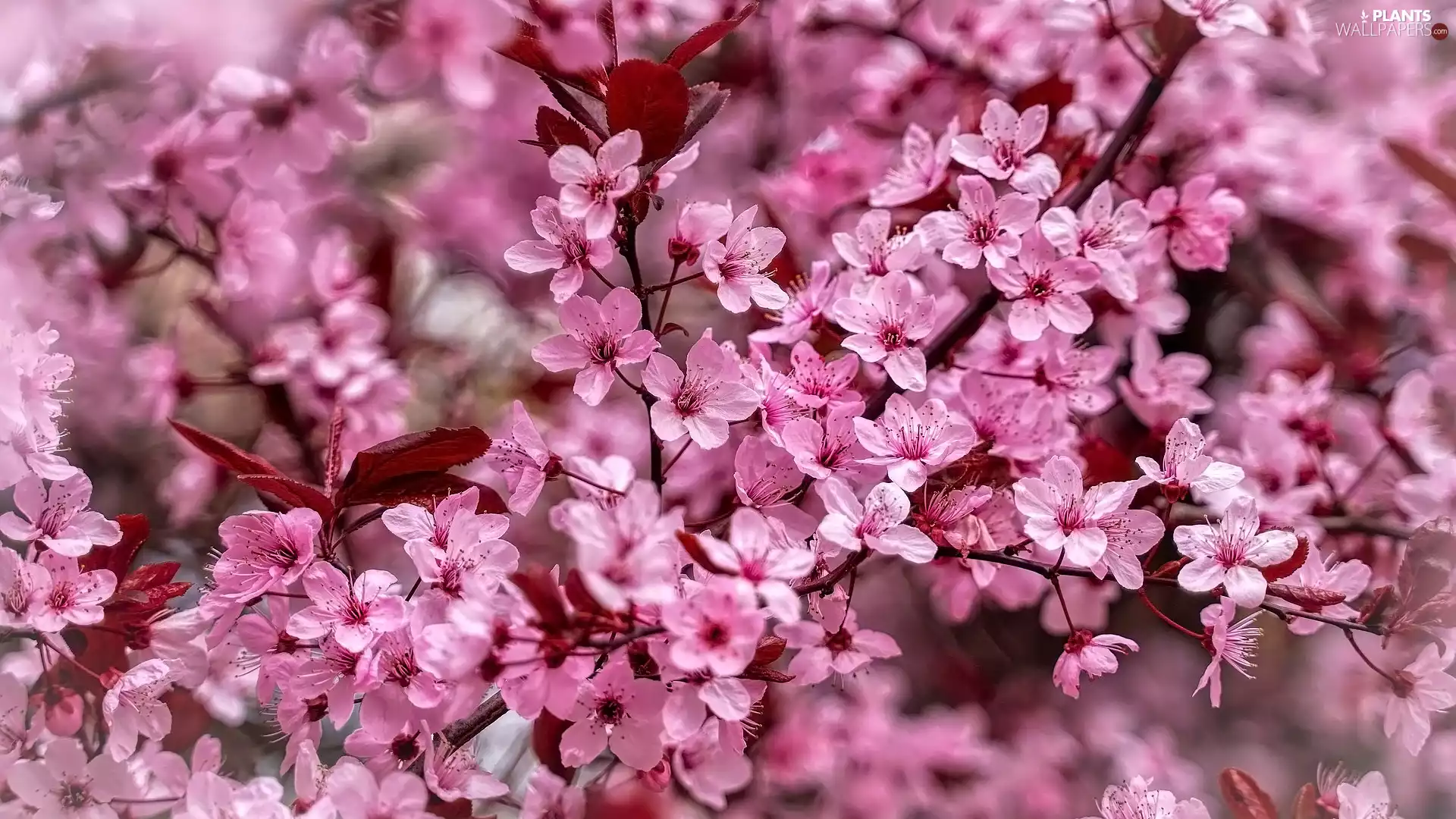Twigs, rapprochement, Pink, Flowers, Fruit Tree