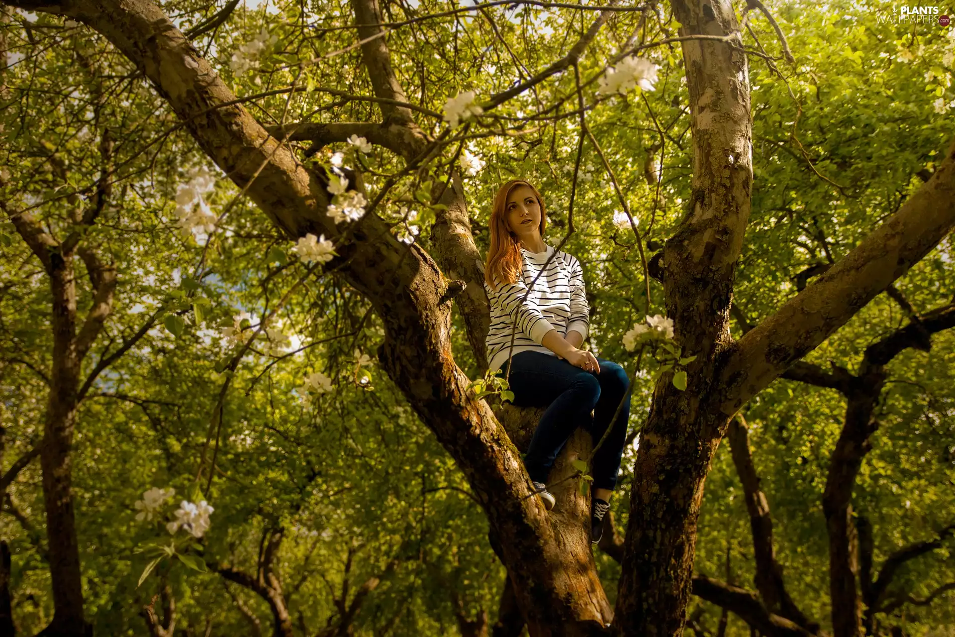 girl, apple-tree, Flowers, Fruit Tree