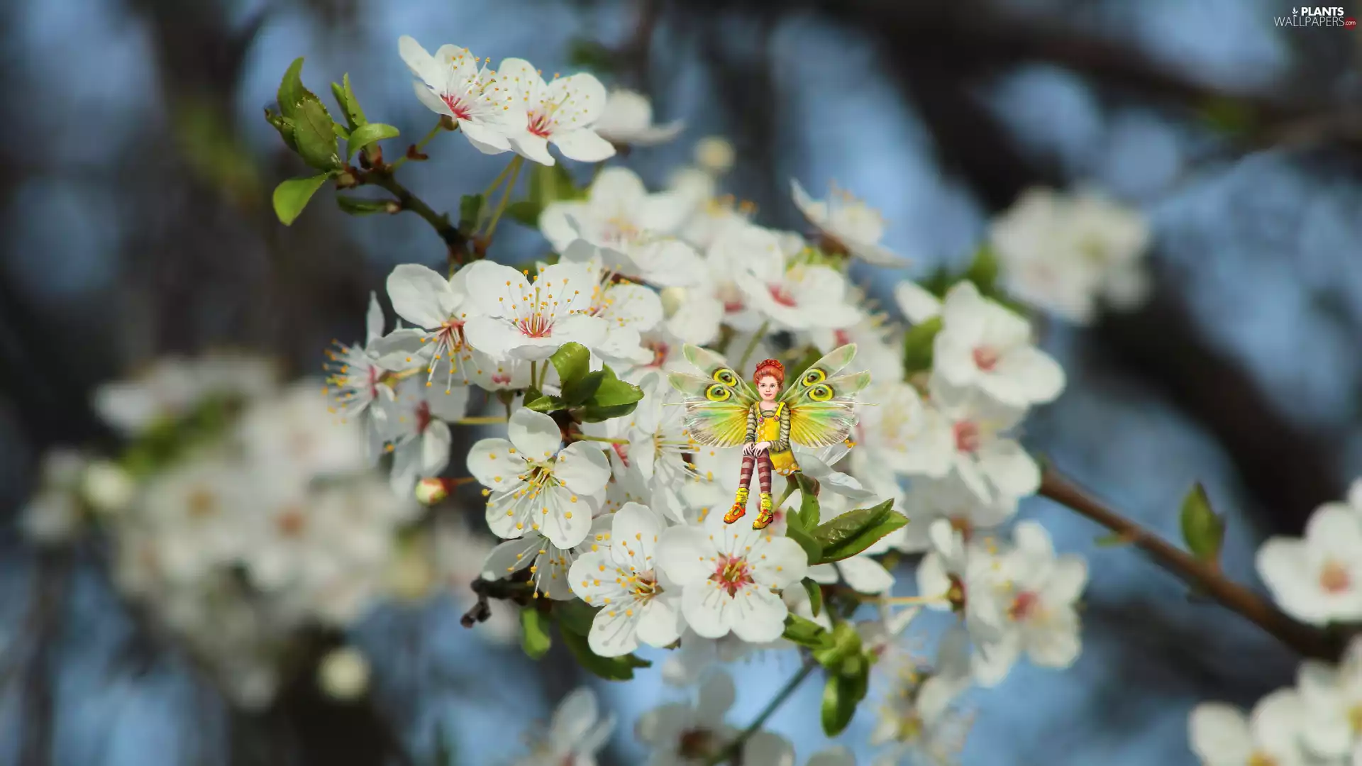 Fairytale, fairy, White, Flowers, Fruit Tree