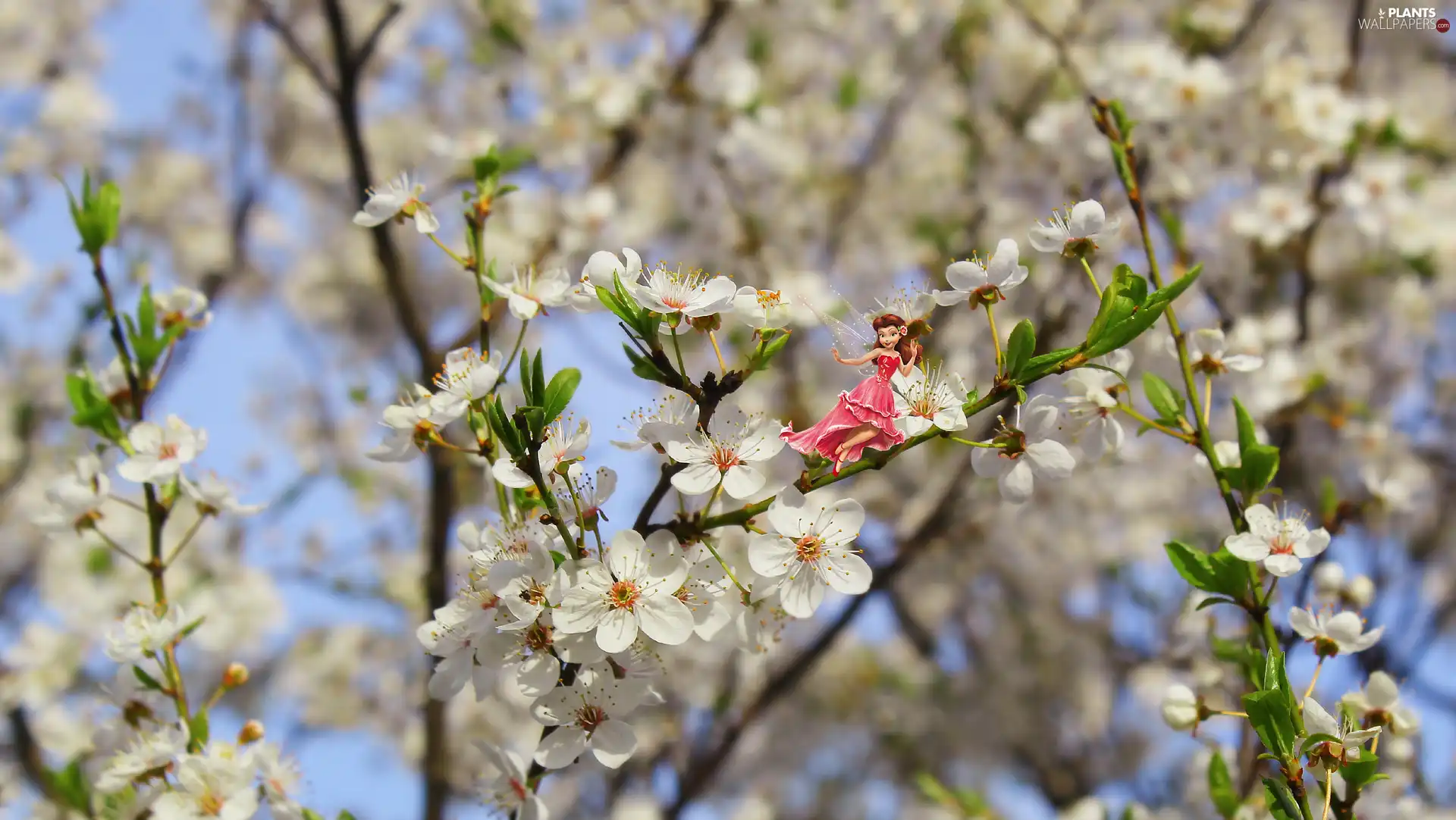 Fairytale, fairy, White, Flowers, Fruit Tree