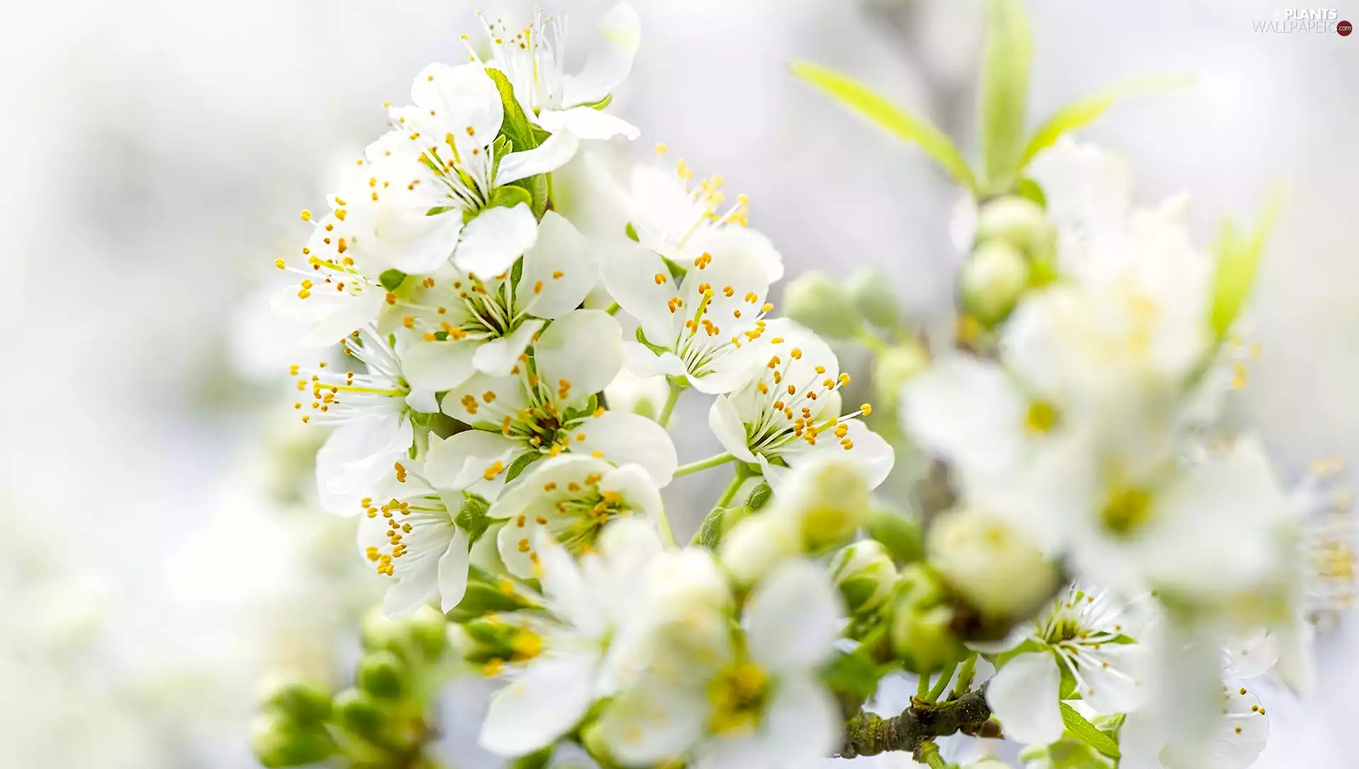 Flourished, Twigs, White, Flowers, Fruit Tree