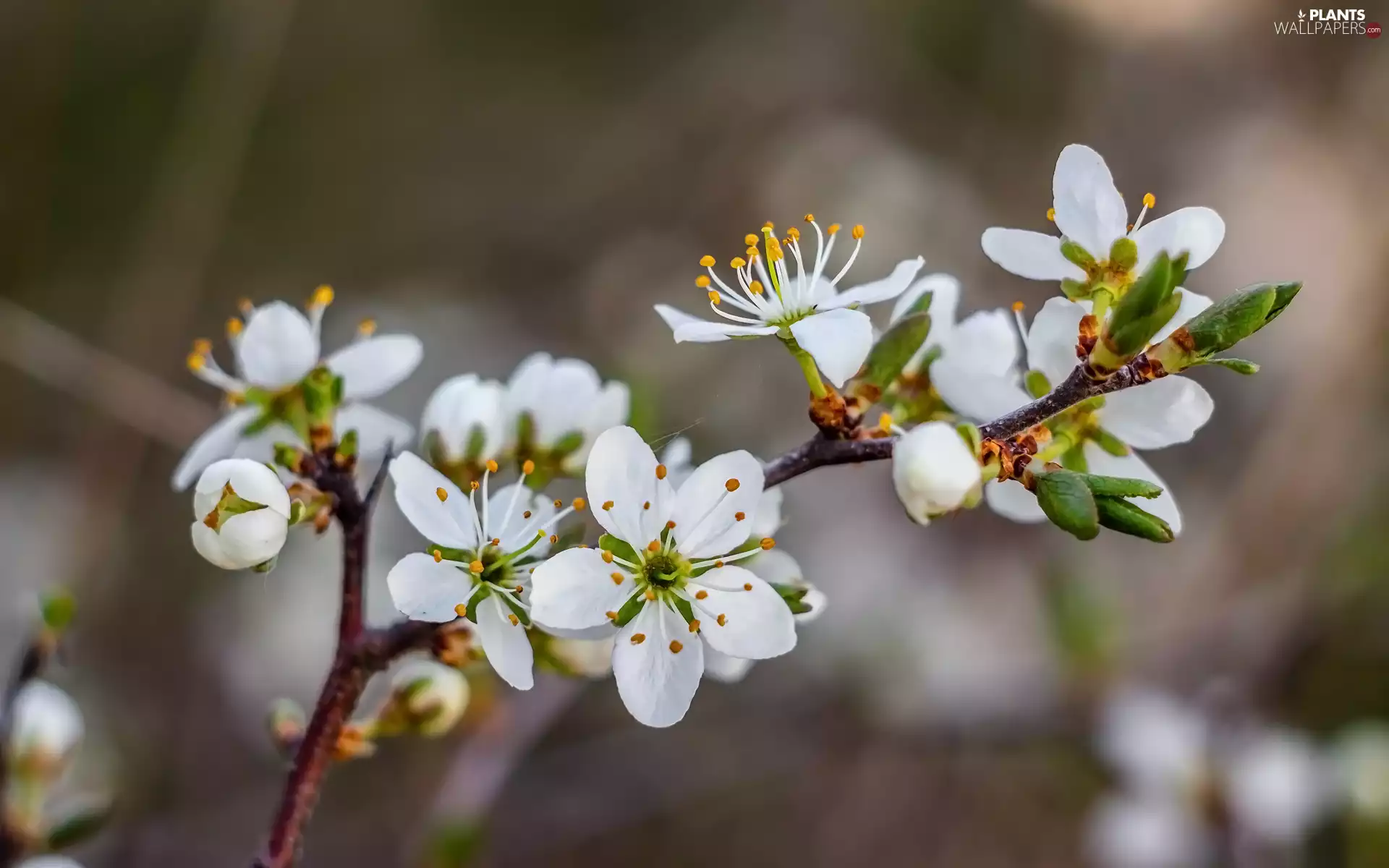 twig, rapprochement, White, Flowers, Fruit Tree