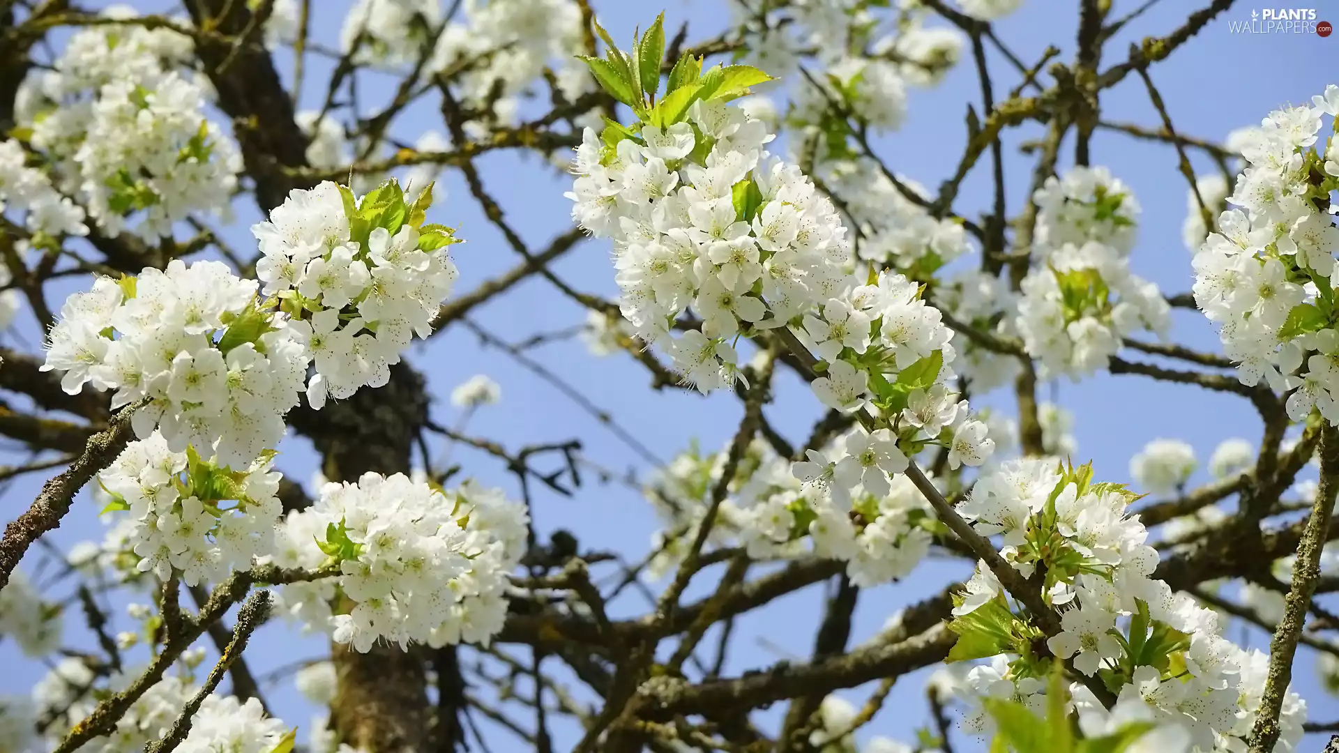 Twigs, Flourished, White, Flowers, Fruit Tree