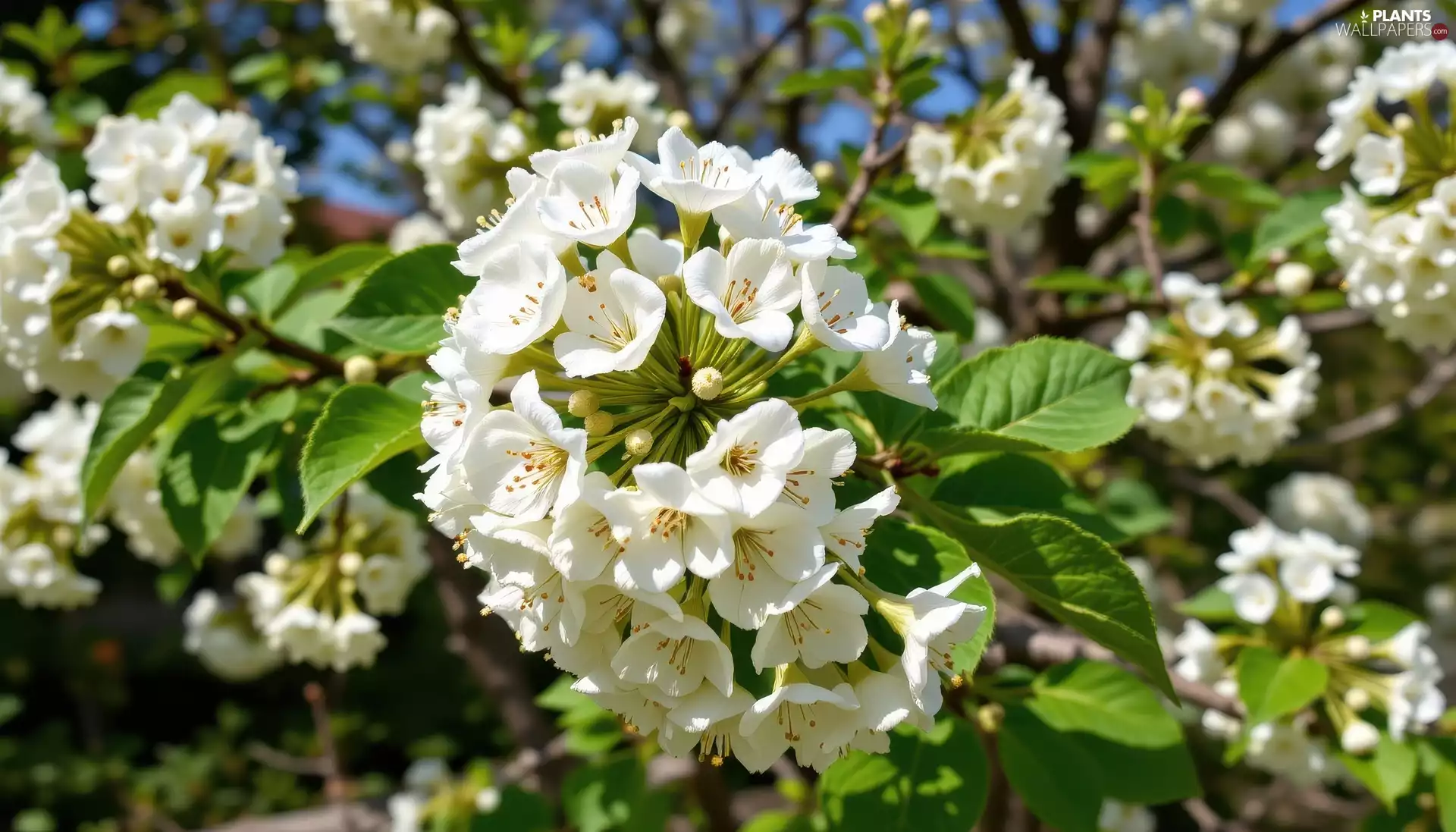Twigs, leaves, White, Flowers, Fruit Tree